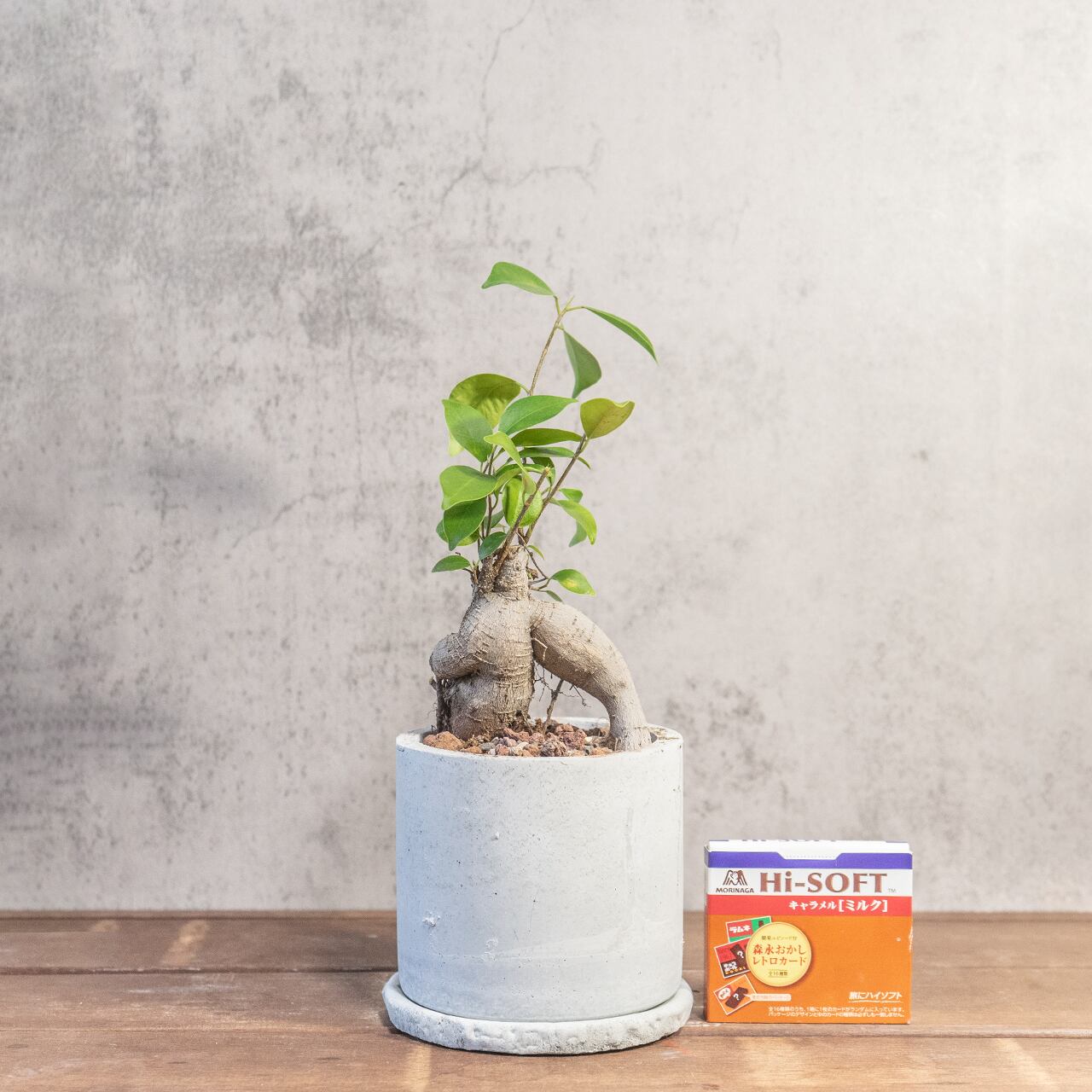 ガジュマル|ねじれた幹と鮮やかな新芽が調和する存在感抜群の観葉植物【手作り鉢】