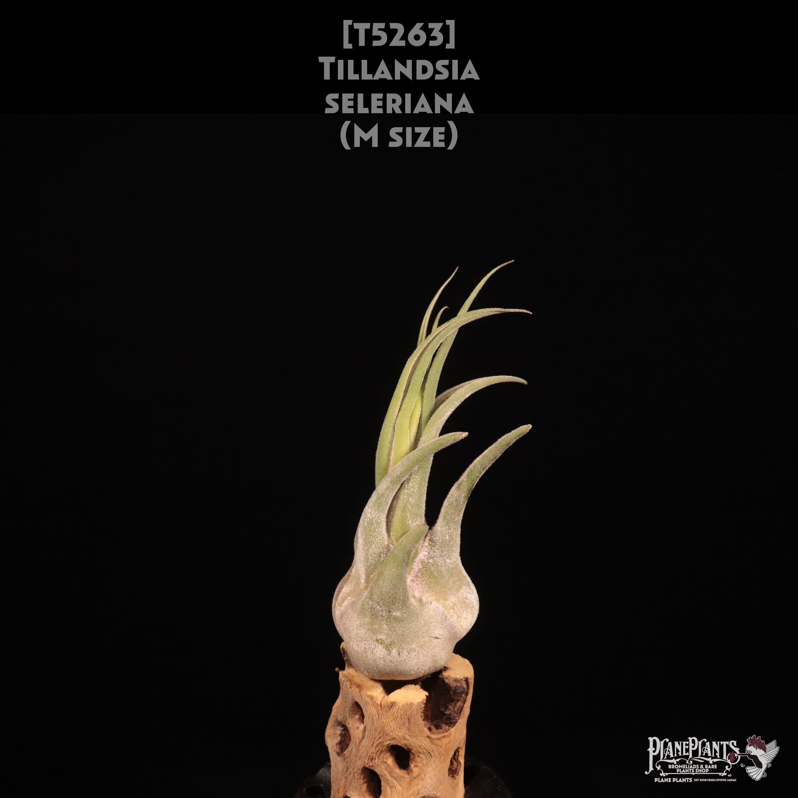 送料無料】'Bumt Fingers'〔エアプランツ〕現品発送T4359