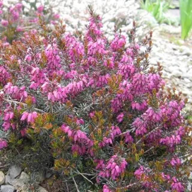 エリカ　 カルネア 'ビベリ'