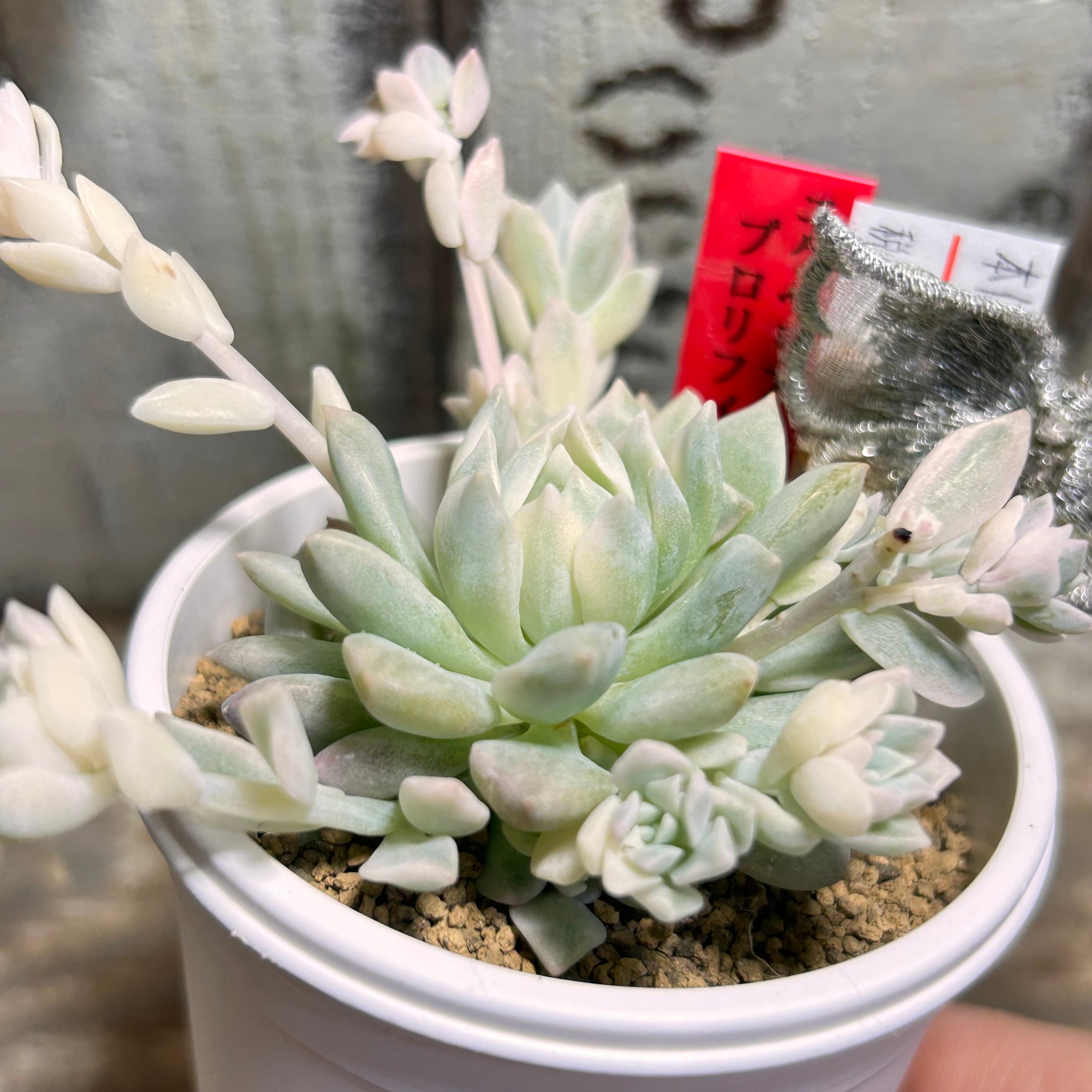 プロリフィカ錦 | RuPo 多肉植物専門店