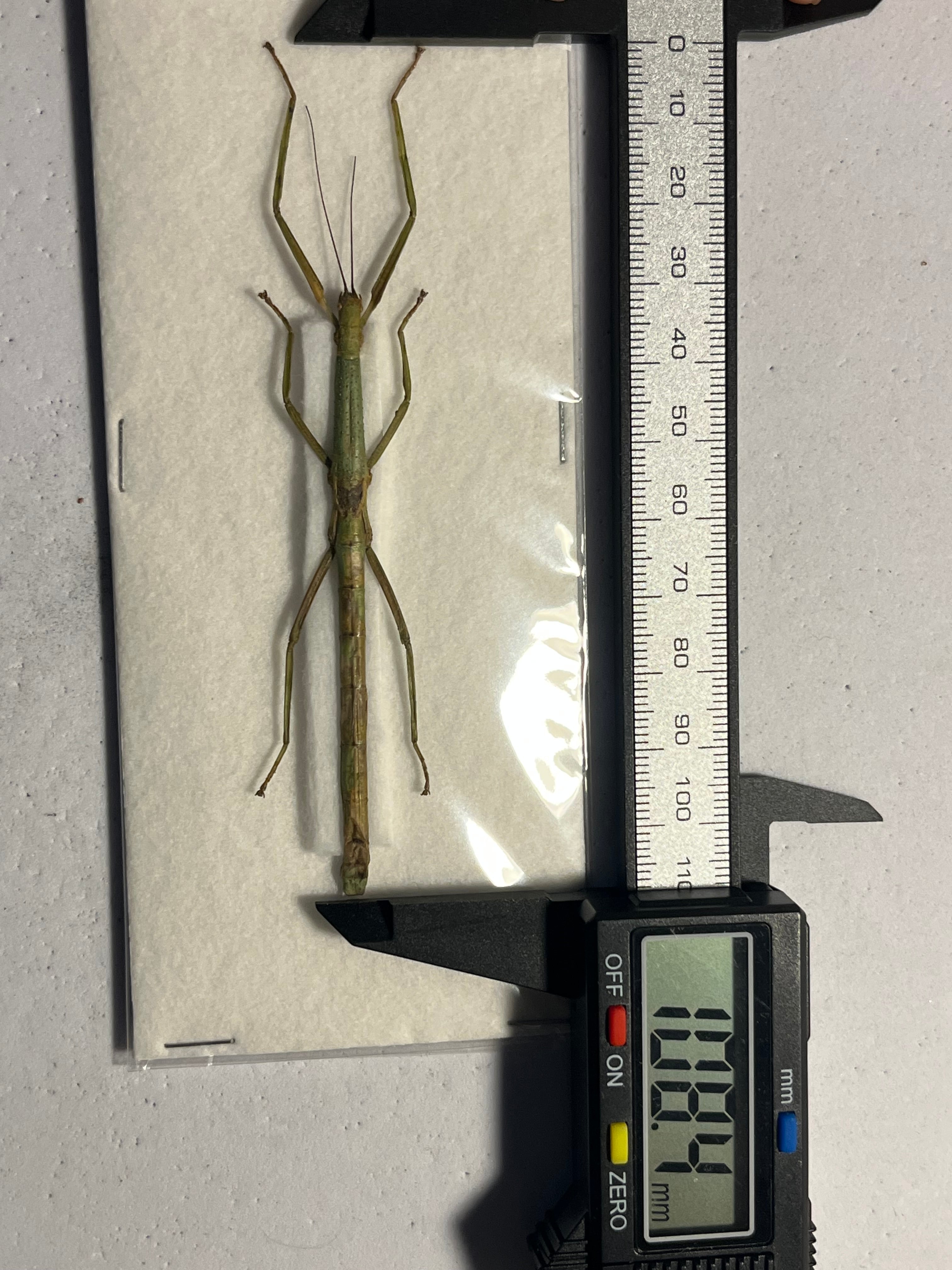 ナナフシの一種 バッタ 標本 直翅類 カマキリマンティス コロギス