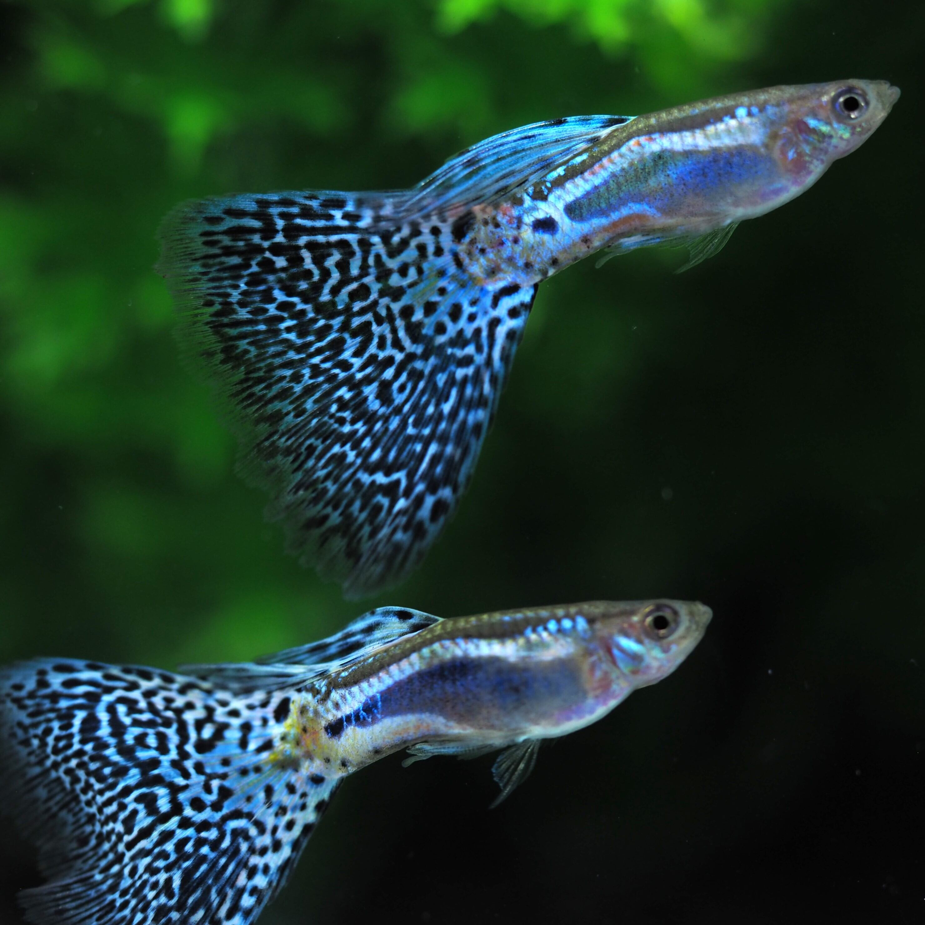 OTHER | 伊豆グッピーファーム