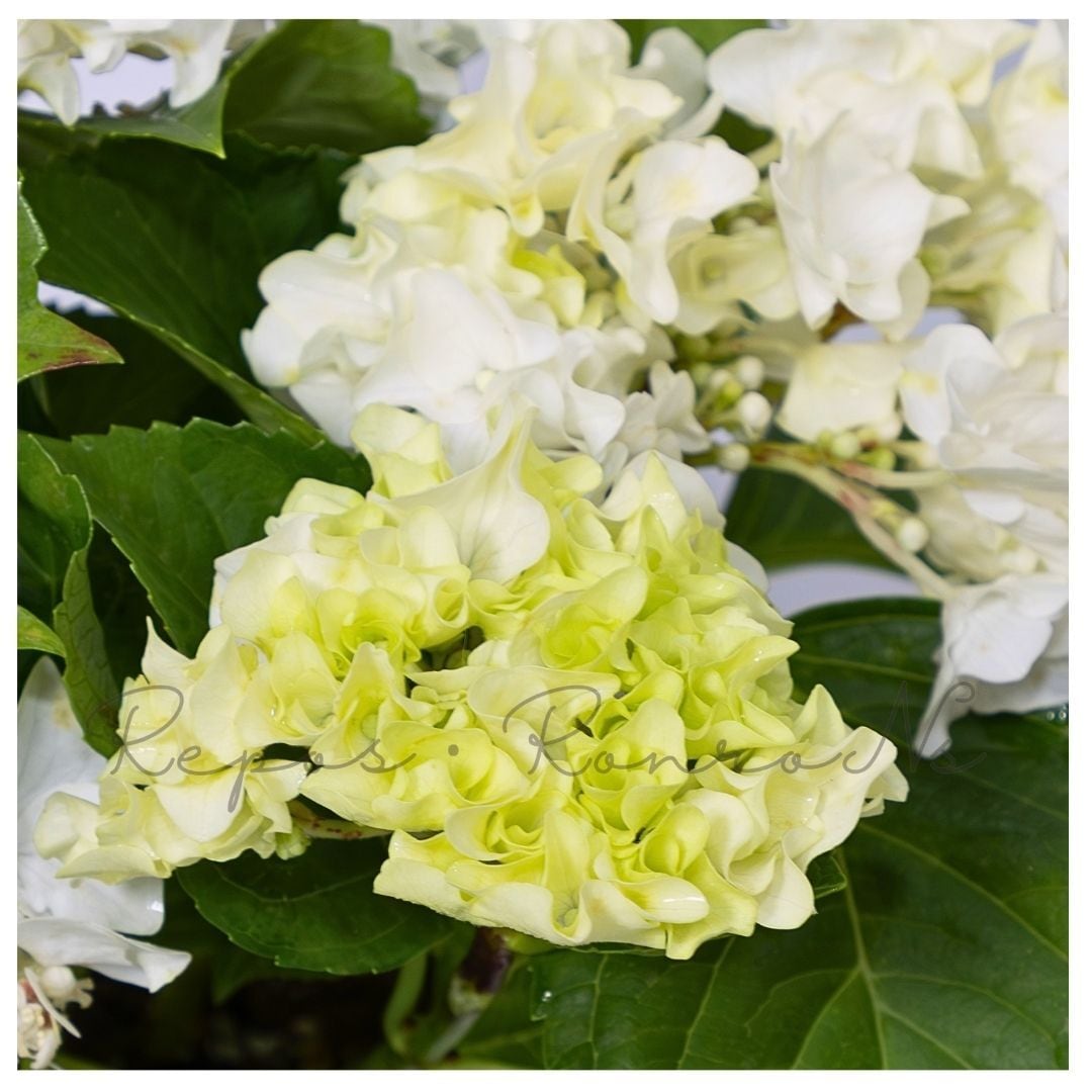 アジサイ：サーファー・ホワイトウェイブス（4号）フリンジ紫陽花 希少