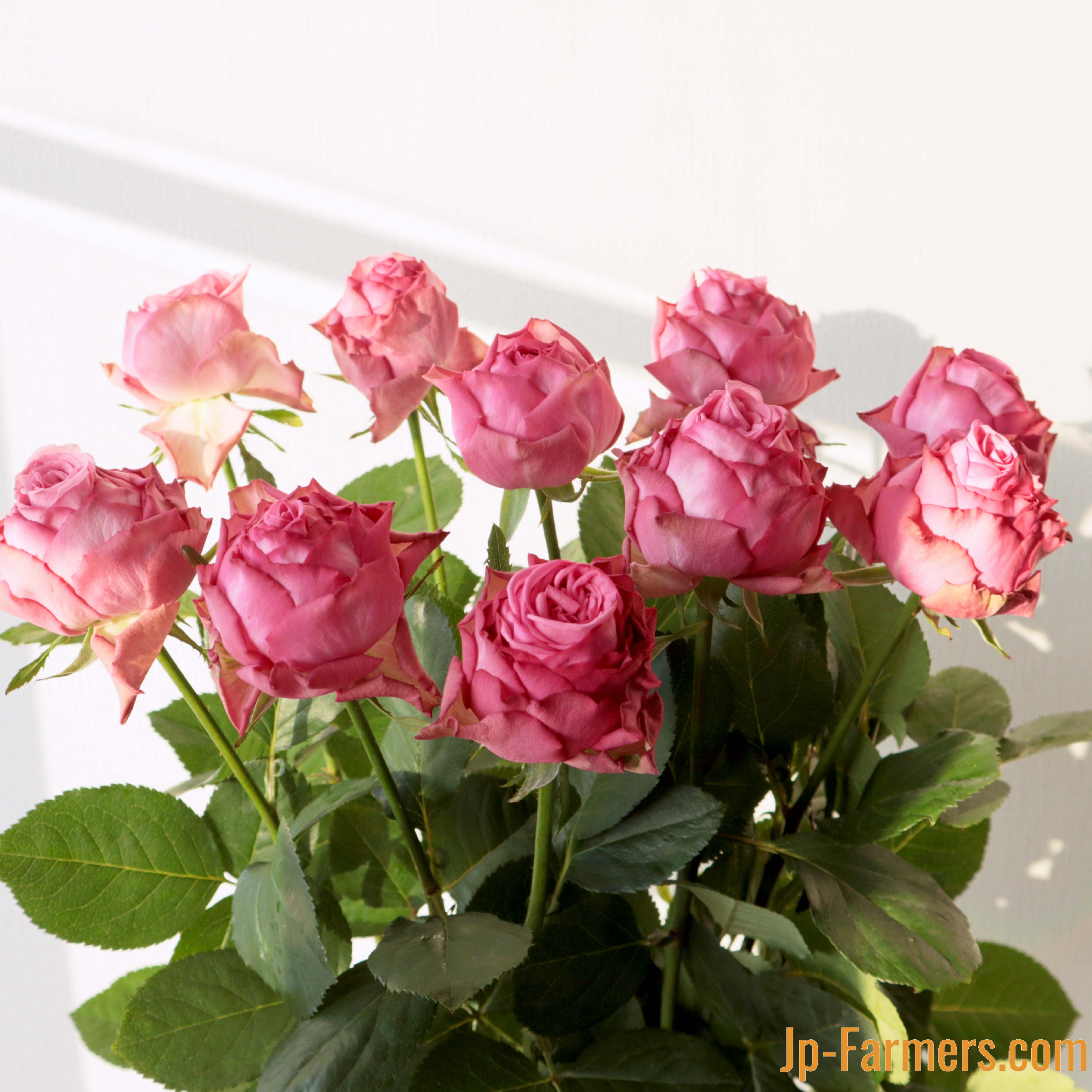 稀少バラ切花品種バラ開花苗 薔薇苗 バラ苗 レア 切り花品種