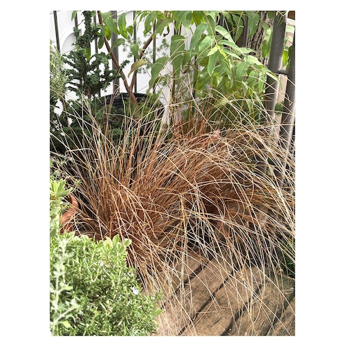 Carex comans 'Red Rooster'
