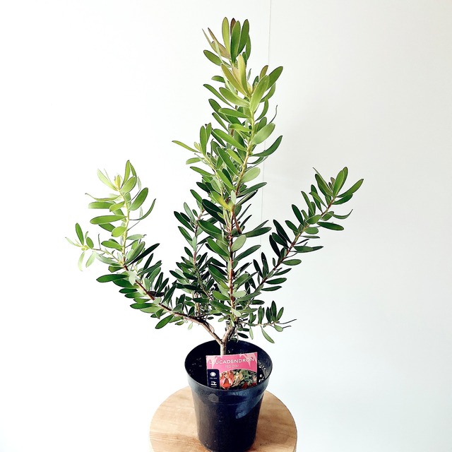 【現品】リューカデンドロン・レッドジェム 5号鉢（高さ約70cm）｜珍しい赤系の花苞が魅力のネイティブプランツ calmcafe