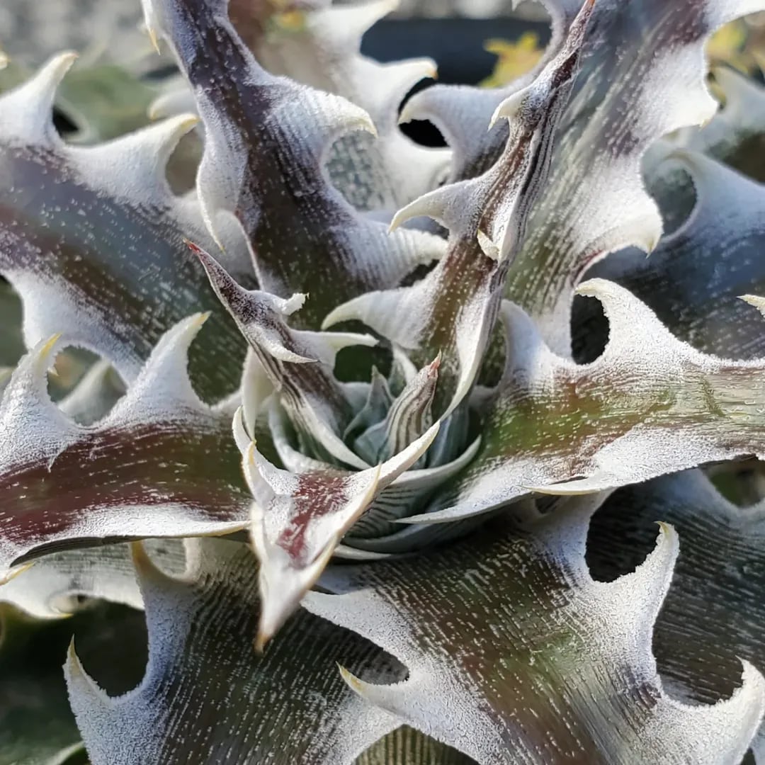 F00206_Dyckia 'Wing'：ディッキア・ウイング（子株） | レアプランツ