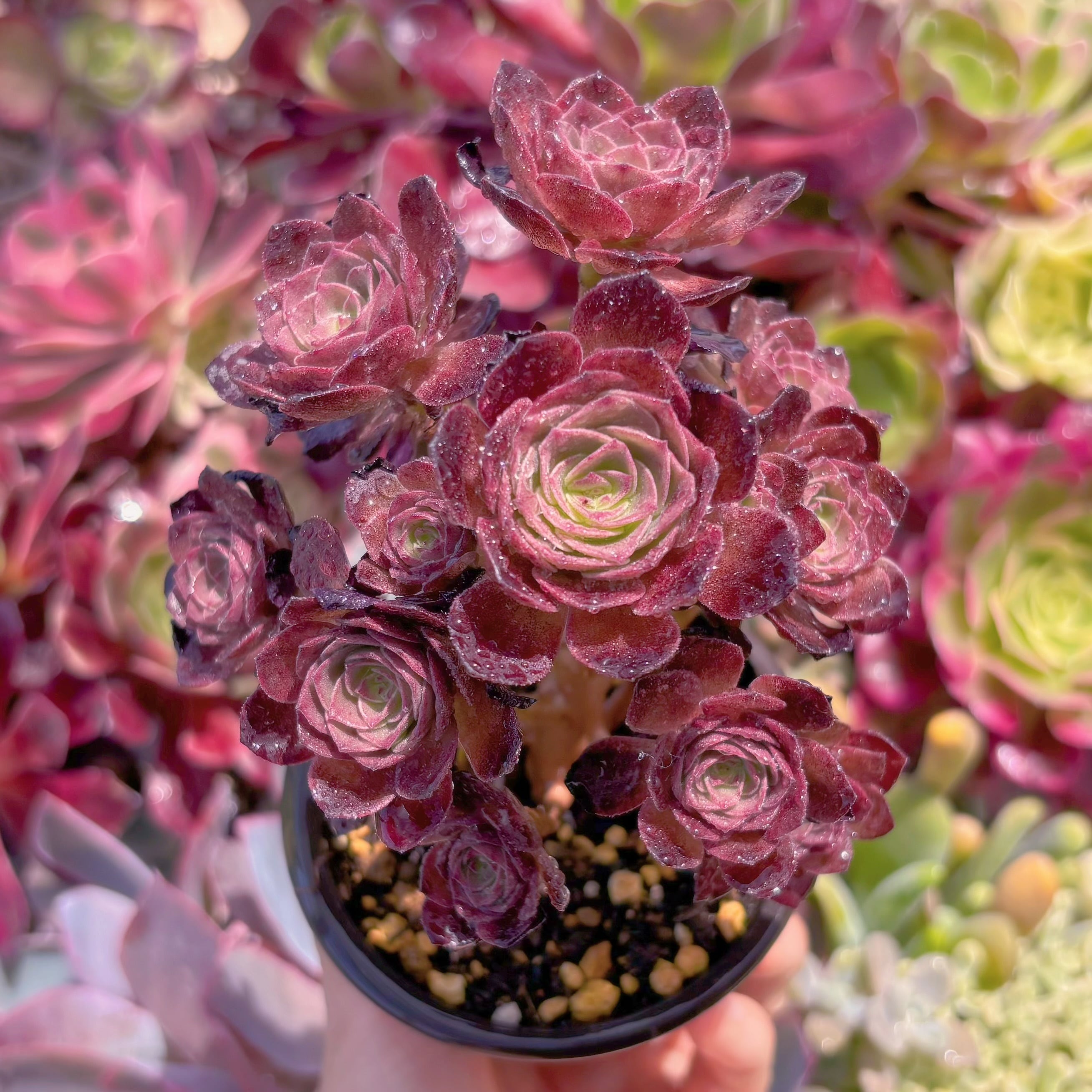 現品　赤焔蓮#F203　群生　るる農園