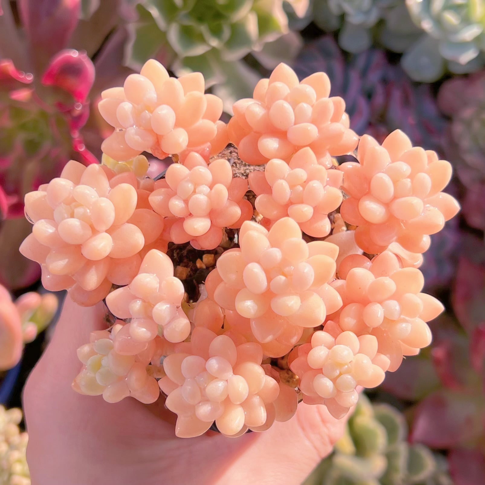 現品　パールミルク#034    群生　るる農園