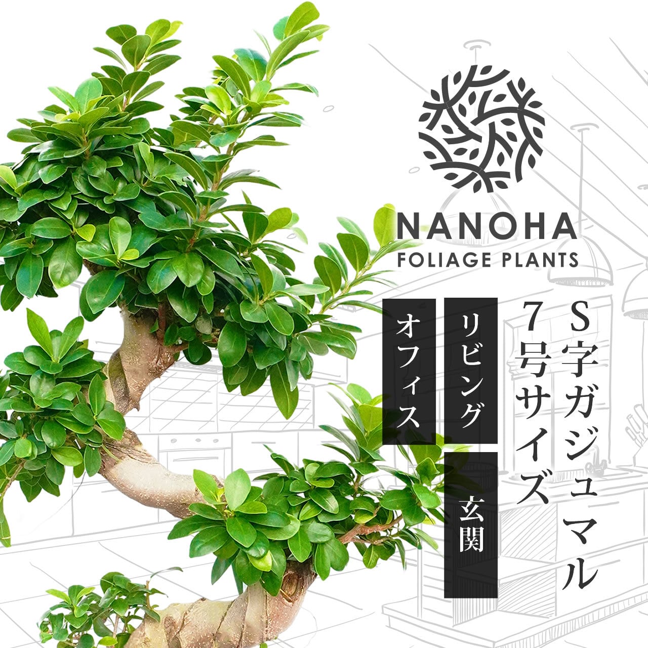 週末特価！ガジュマル　苗　苗木　観葉植物　7号車　S字　曲がり　昇り龍 お洒落に飾れる珍しい形のS字ガジュマル 7号 （白長陶器