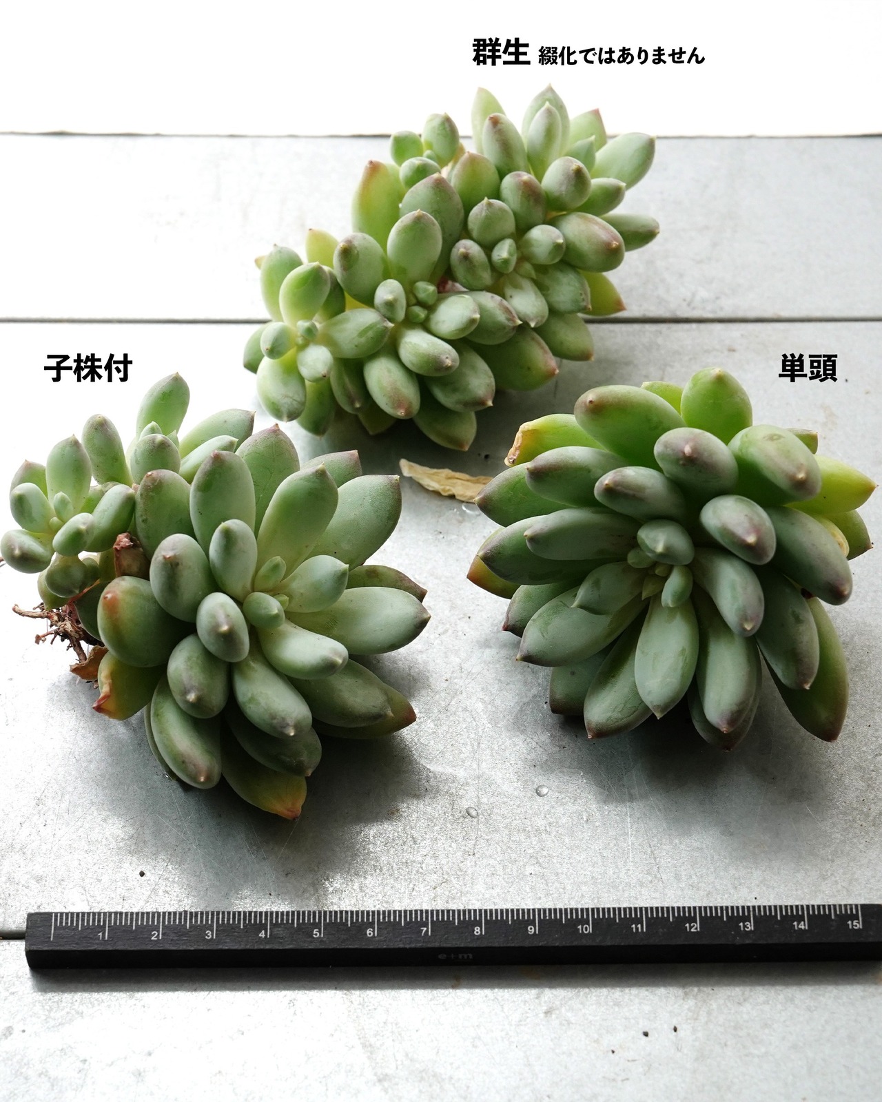 一部発根済カット苗 天使の翼 L Echeveria 'Angel’s Wings'