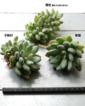 一部発根済カット苗 天使の翼 L Echeveria 'Angel’s Wings'