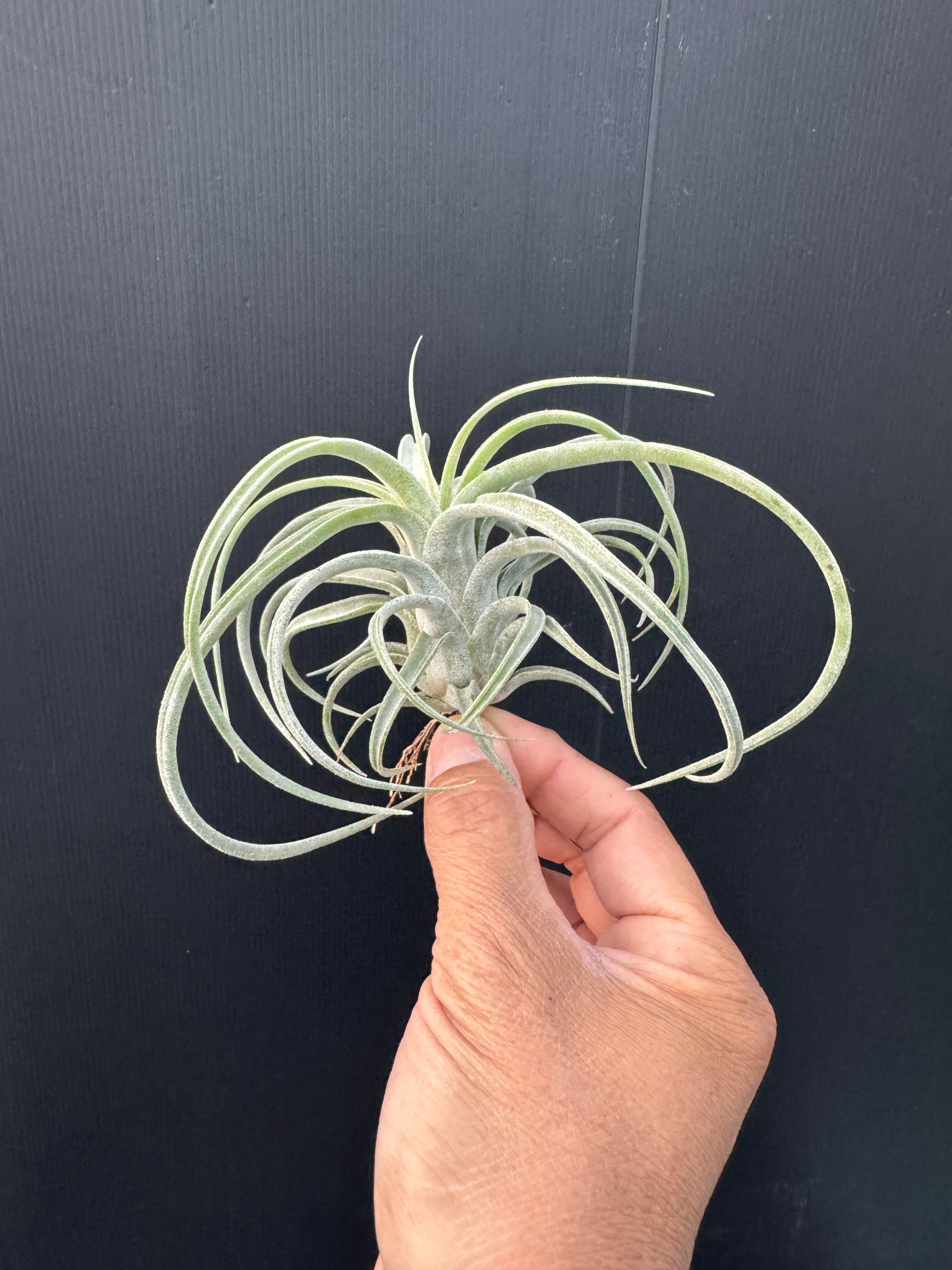 エアプランツ-ティランジア | クルール プランツ couleur plants