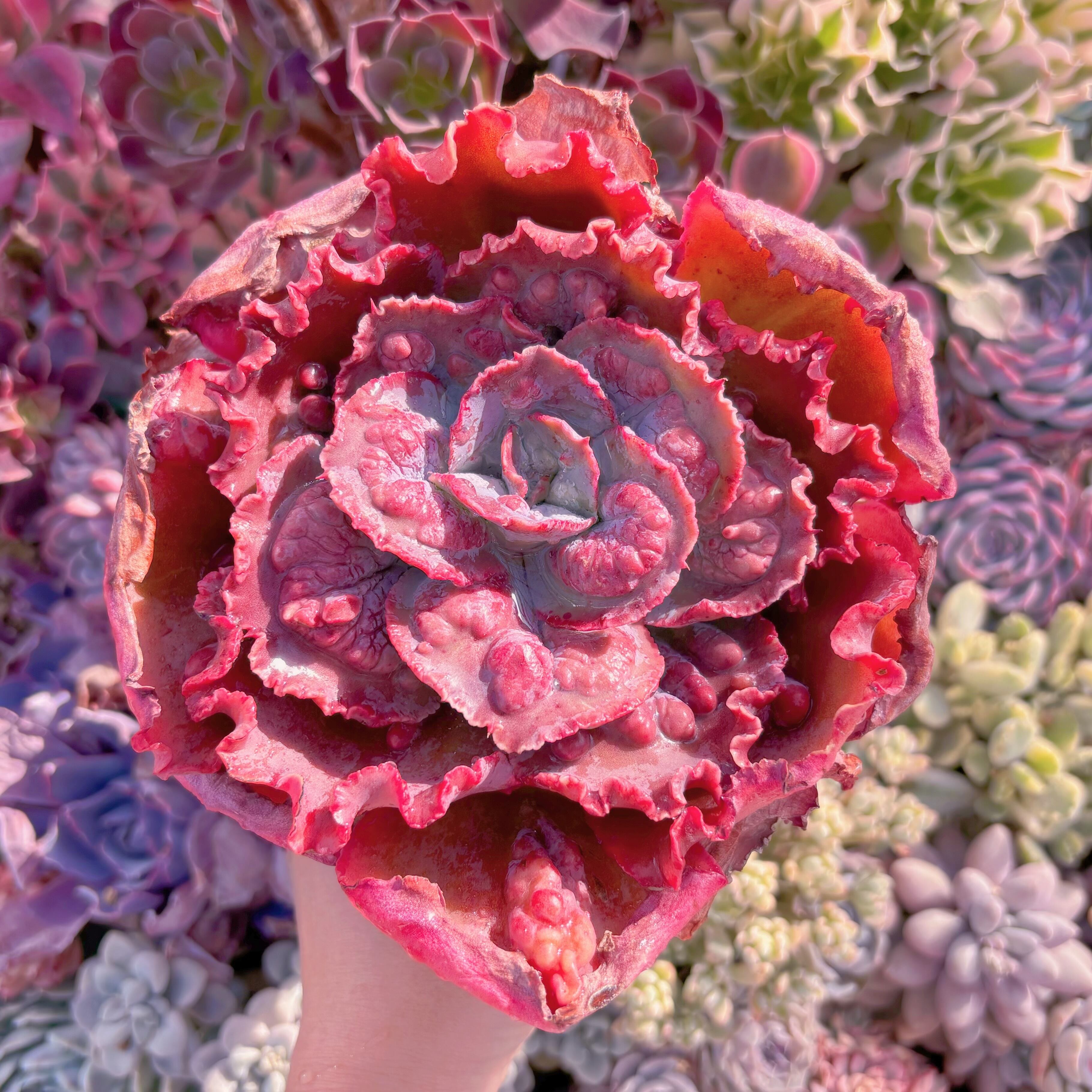 現品　cancan　x　Baron Bold#1160 　大苗　るる農園