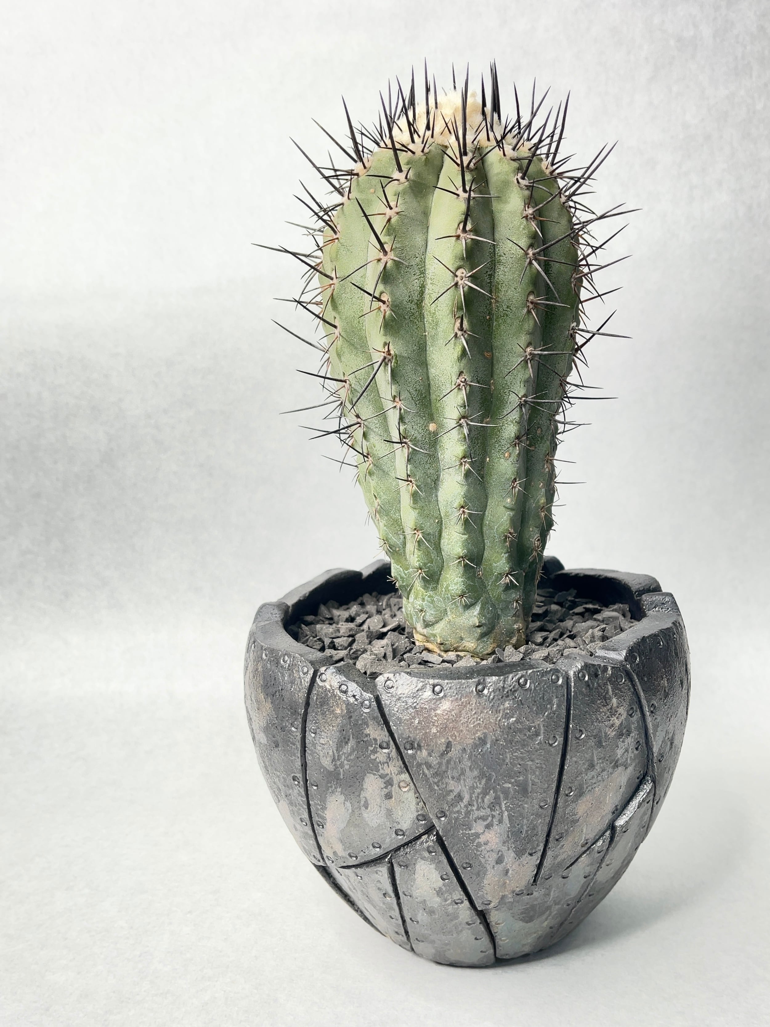 サボテン コピアポア 黒士冠 山木 カキコ 現地株 良刺 黒刺 af803fa1f34308a66f69e19591a781