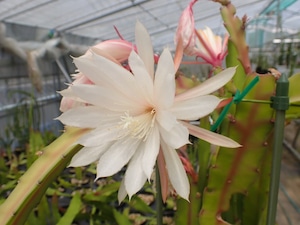 Epiphyllum hybrid '水月美人'　１０．５ｃｍＰＯＴ　３．５号鉢