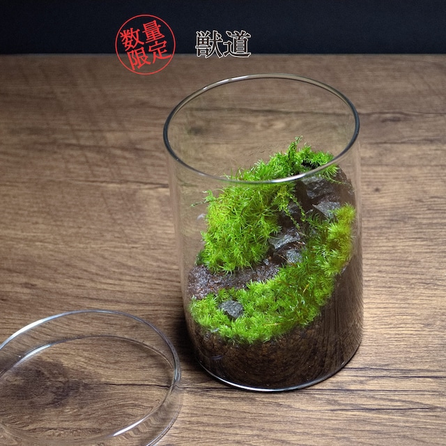 苔テラリウム　【　獣道　】　限定1個