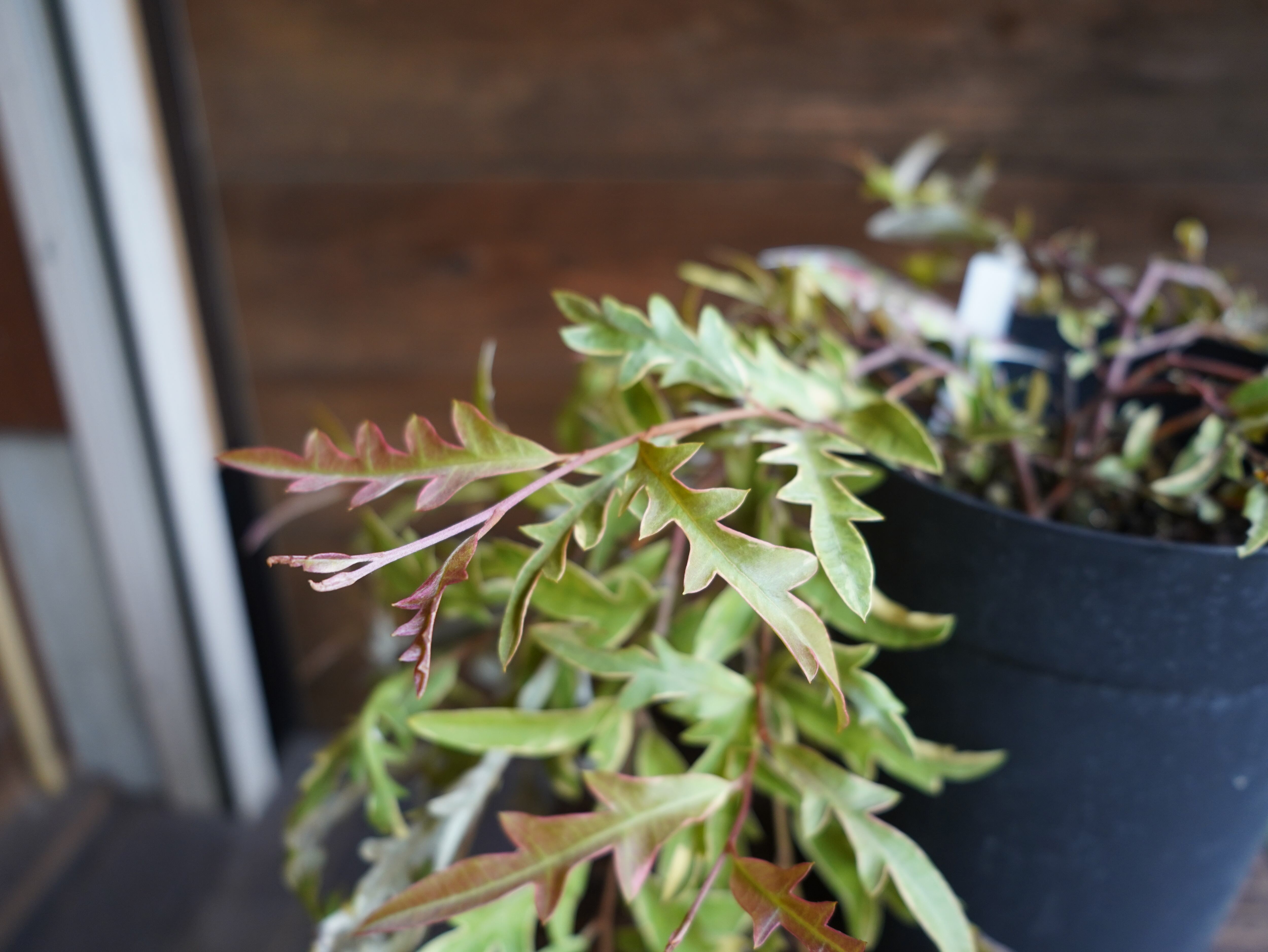 【現物】グレビレア　”サンキストウォーターズ”　A