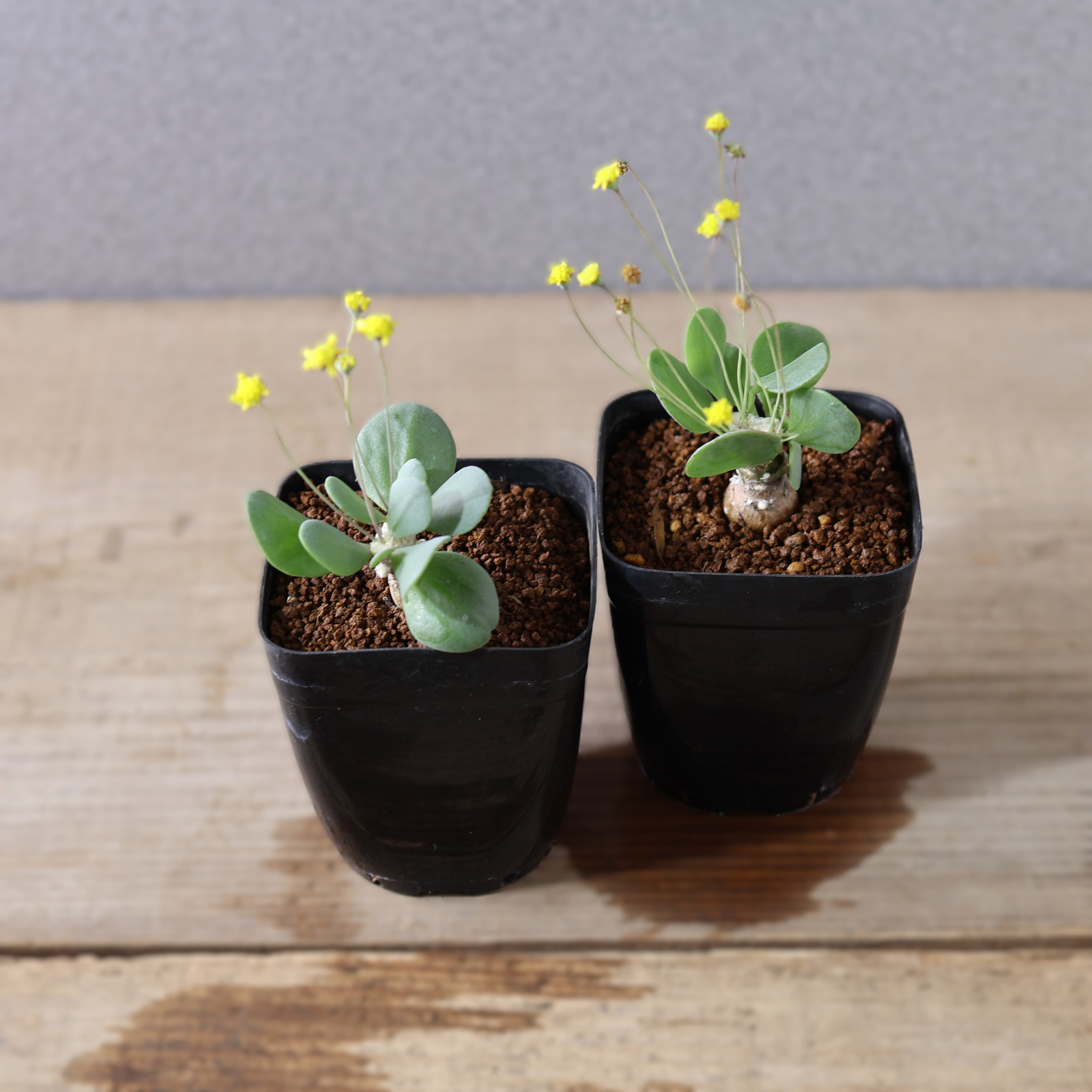 506『オトンナ ピグマエア』観葉植物【送料無料】 | MARX PLANTS