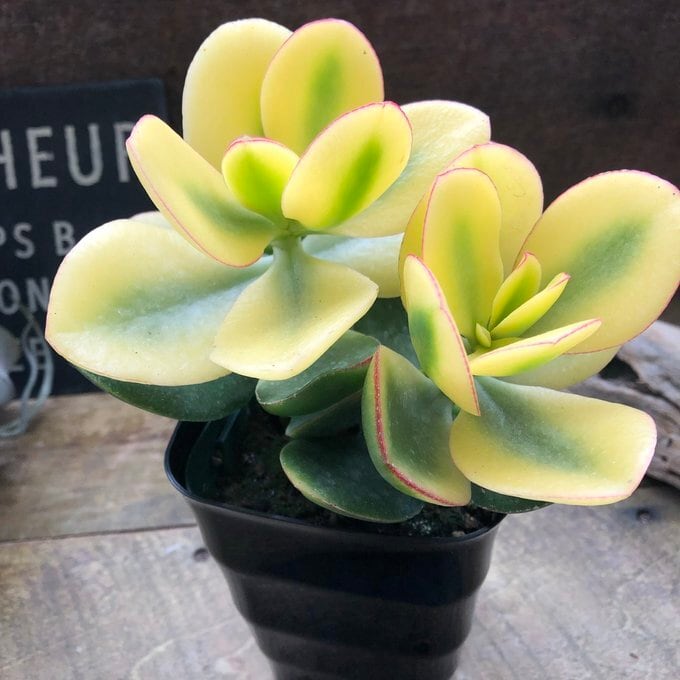 斑入り花月 4号 黄金花月 斑入り 多肉植物 成金草 | 植物の店ベリー