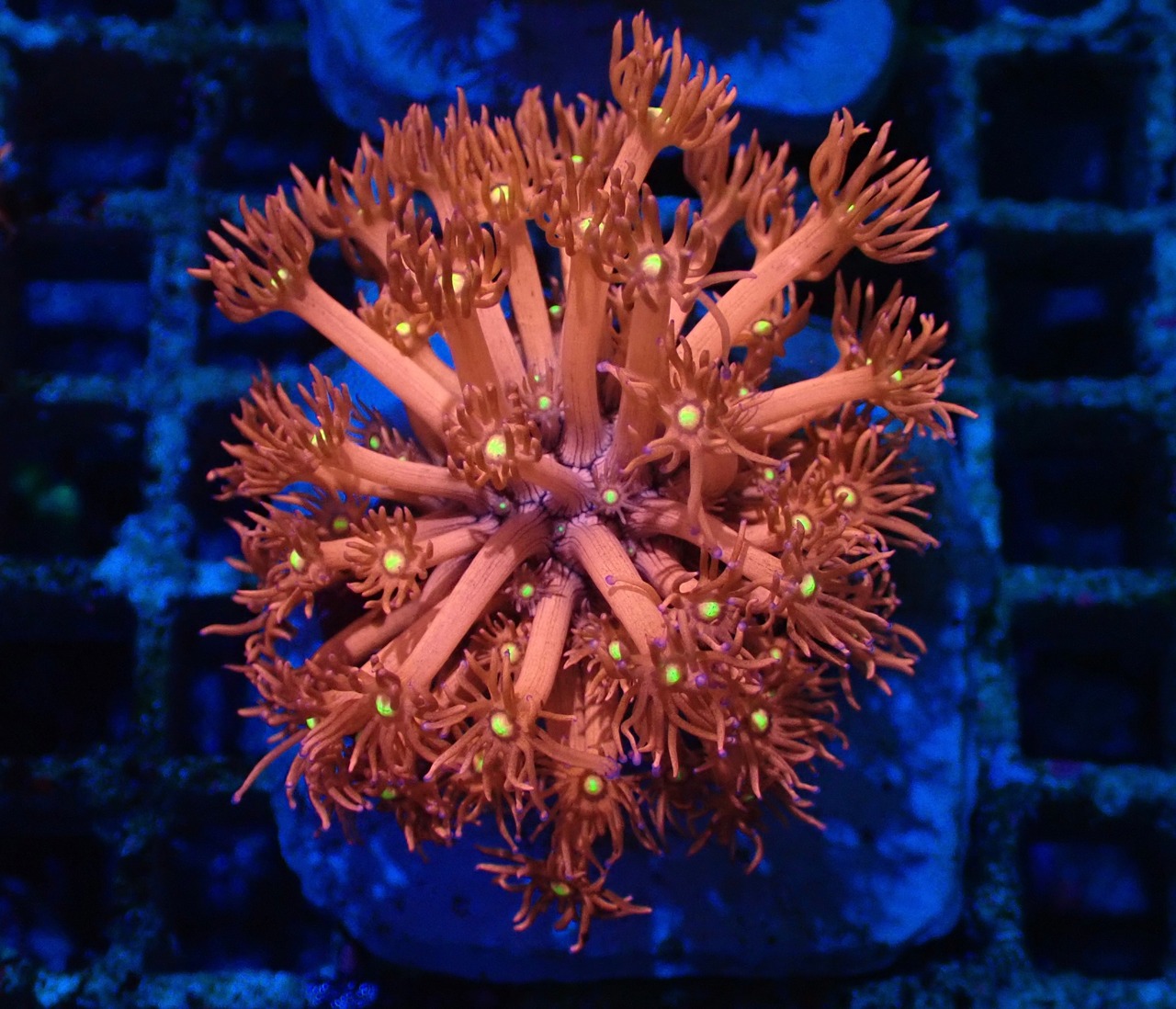 【現地買付】Goniopora FromMakassar 4
