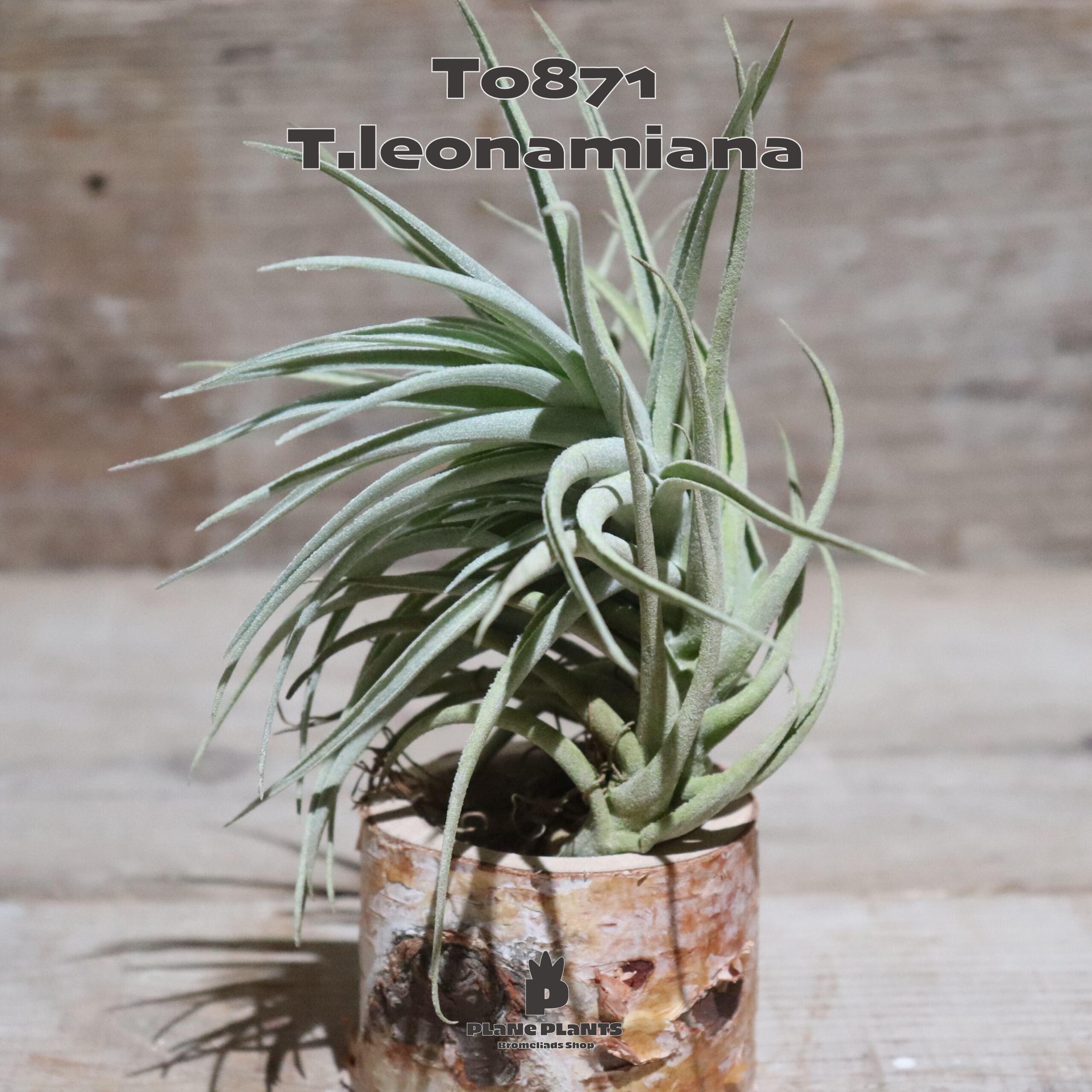 送料無料】Vriesea 'Swagger'〔フリーセア〕現品発送V133 /@plane