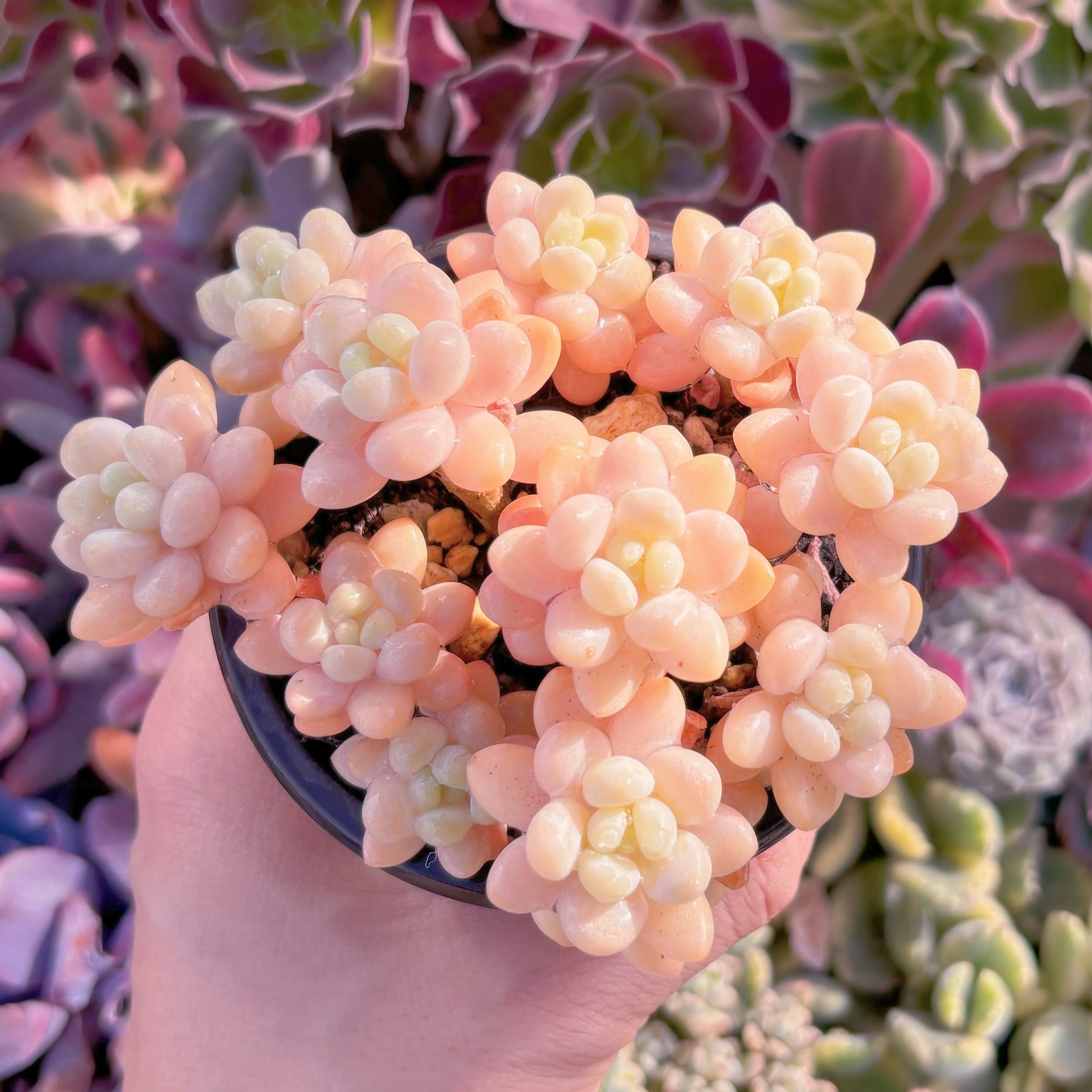 現品　パールミルク#651　群生　るる農園