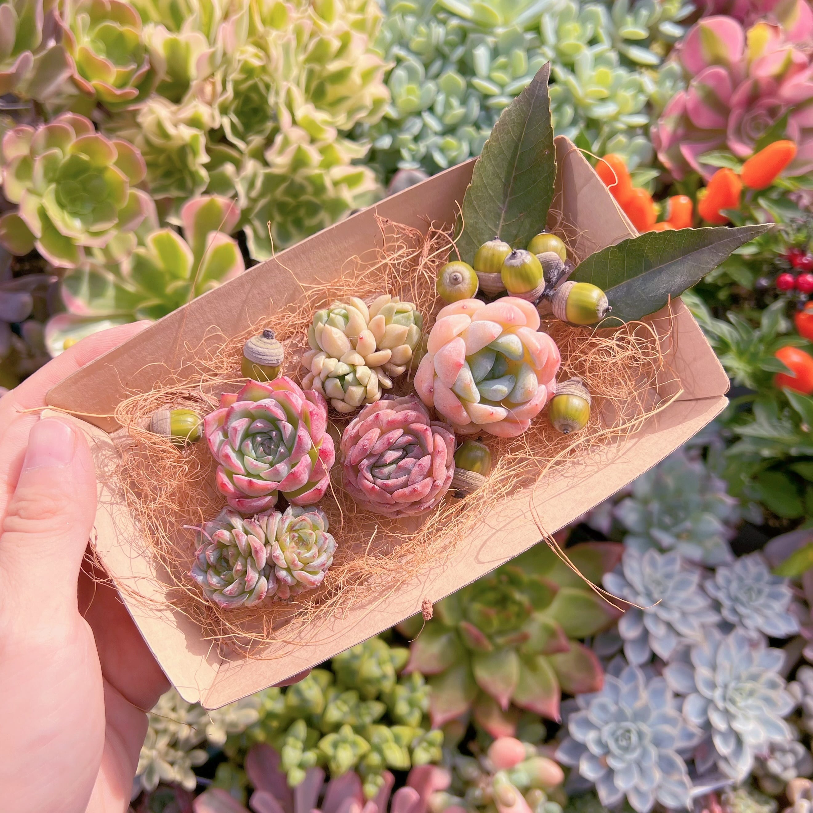 現物　多肉お弁当#612   るる農園