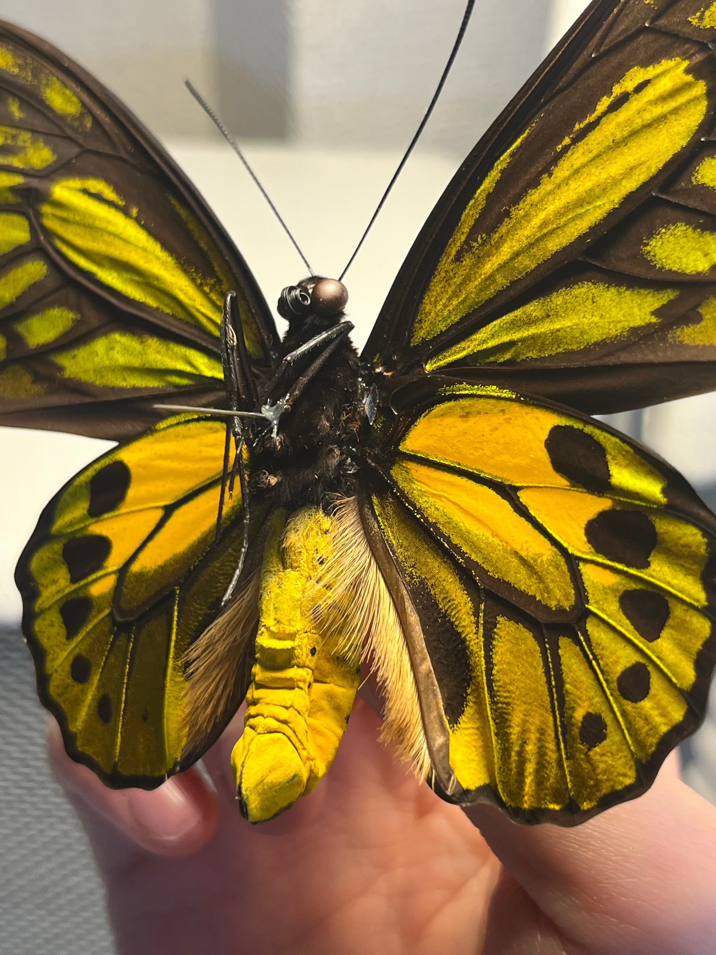 アカメガネトリバネアゲハ 外国産蝶標本 モルフォ 蝶 標本 野外採集品