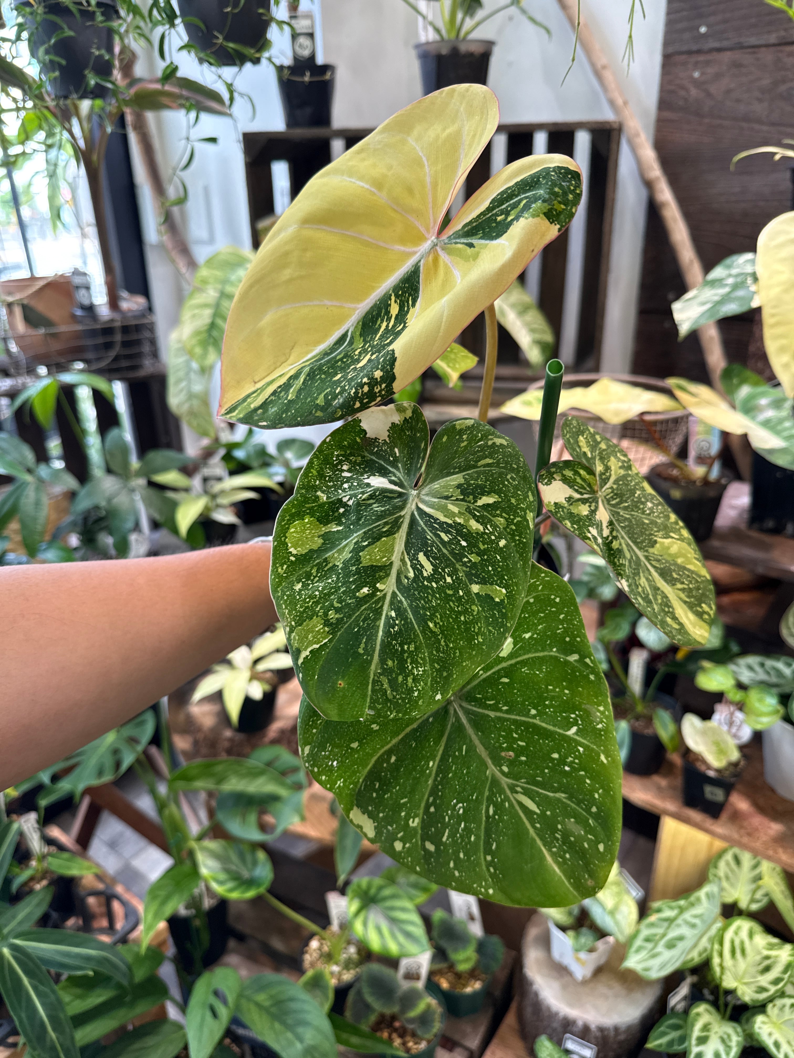 フィロデンドロン グロリオーサム バリエガータ トリカラー | Garden
