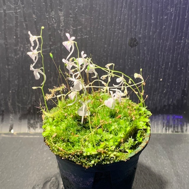 ウトリクラリア・サンダーソニー　白花　U.sandersonii
