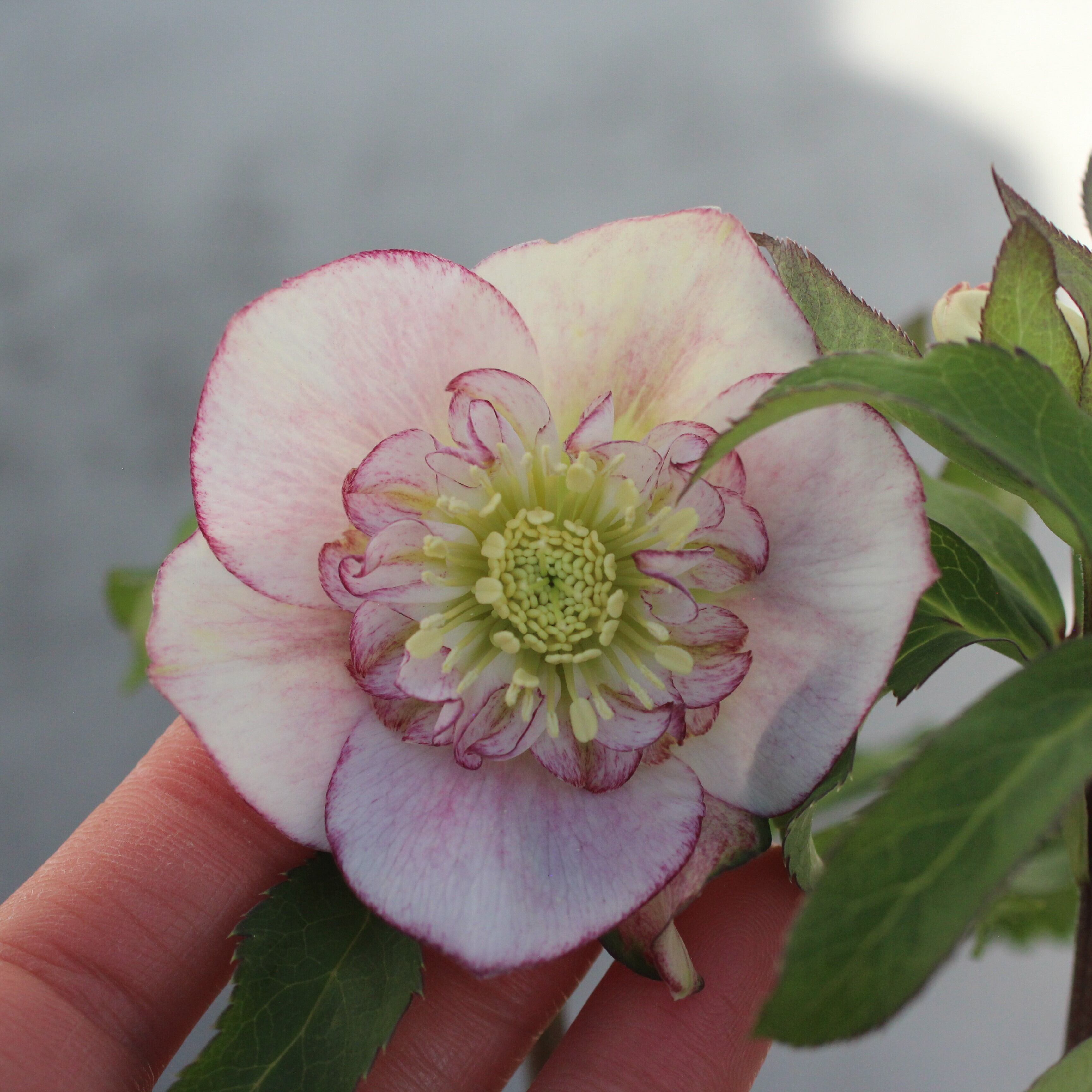 WS26-089 クリスマスローズ ウィンターシンフォニー ライトクレオン