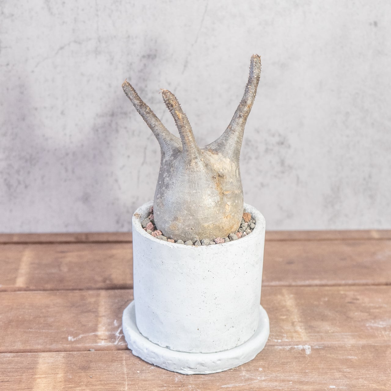 パキポディウム・グラキリス 胴回り26cmの塊根美 インテリアにも映える特別な株【モルタル鉢】