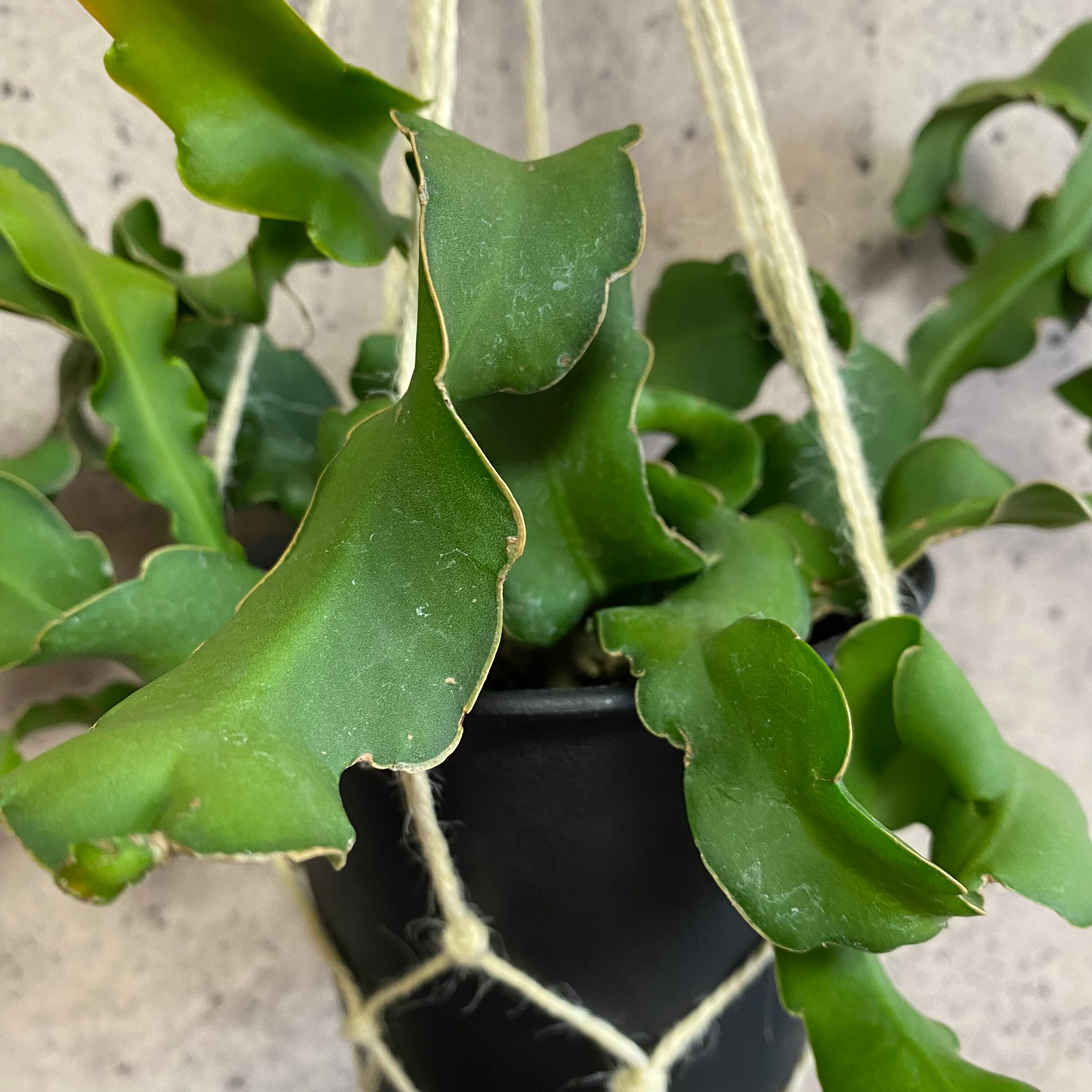 エピフィラム グアテマレンシス ハンキング 1ポット Planet Plants プラネットプランツ