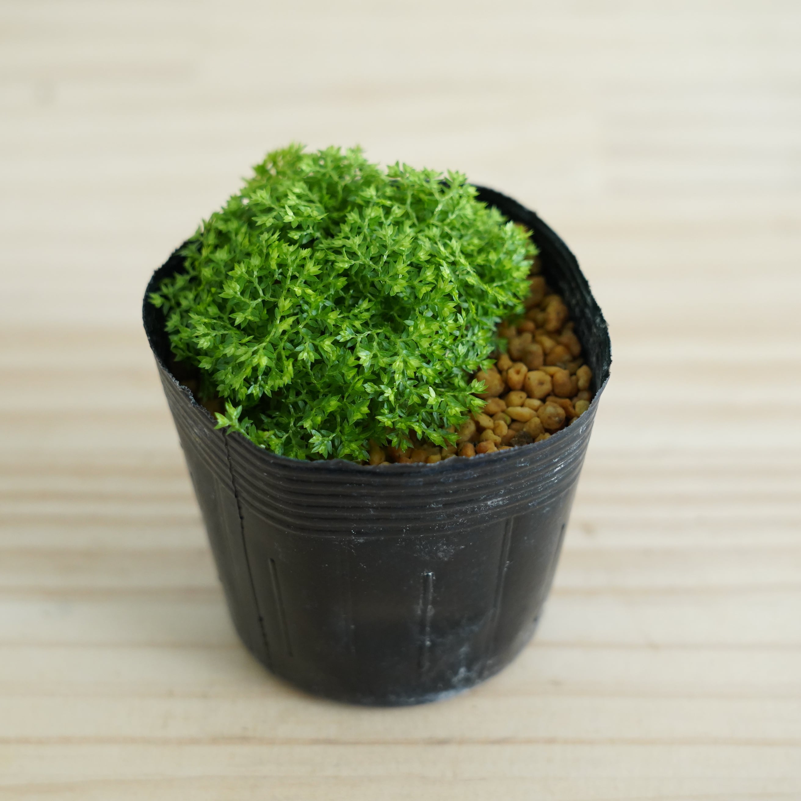 苔むした庭園/見事なエピドートインクォーツC/パキスタンスカルドゥ産 クッションモス 苔テラリウム作製用素材◇Lカップ | 苔テラリウム専門