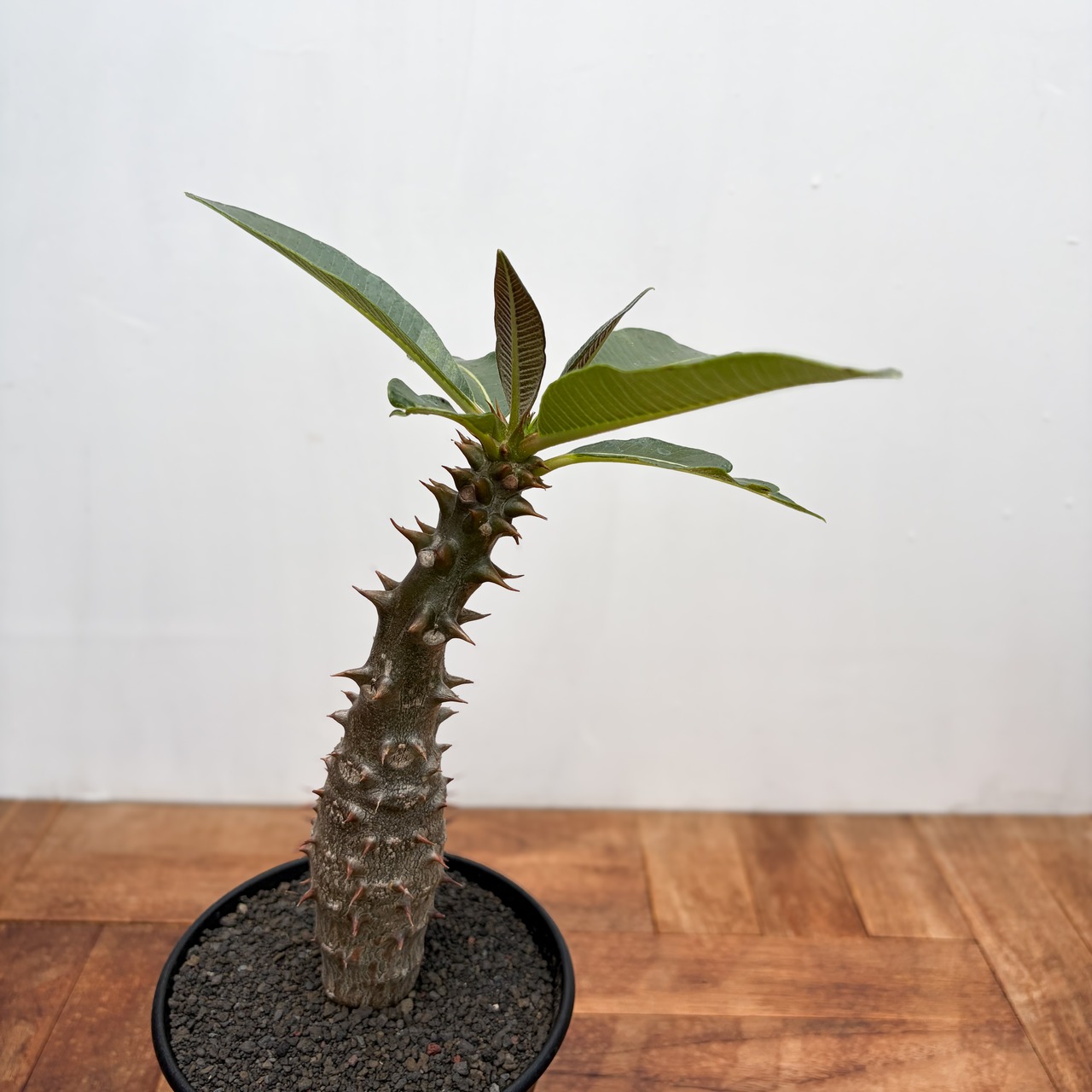 Pachypodium baronii【パキポディウム・バロニー・実生】