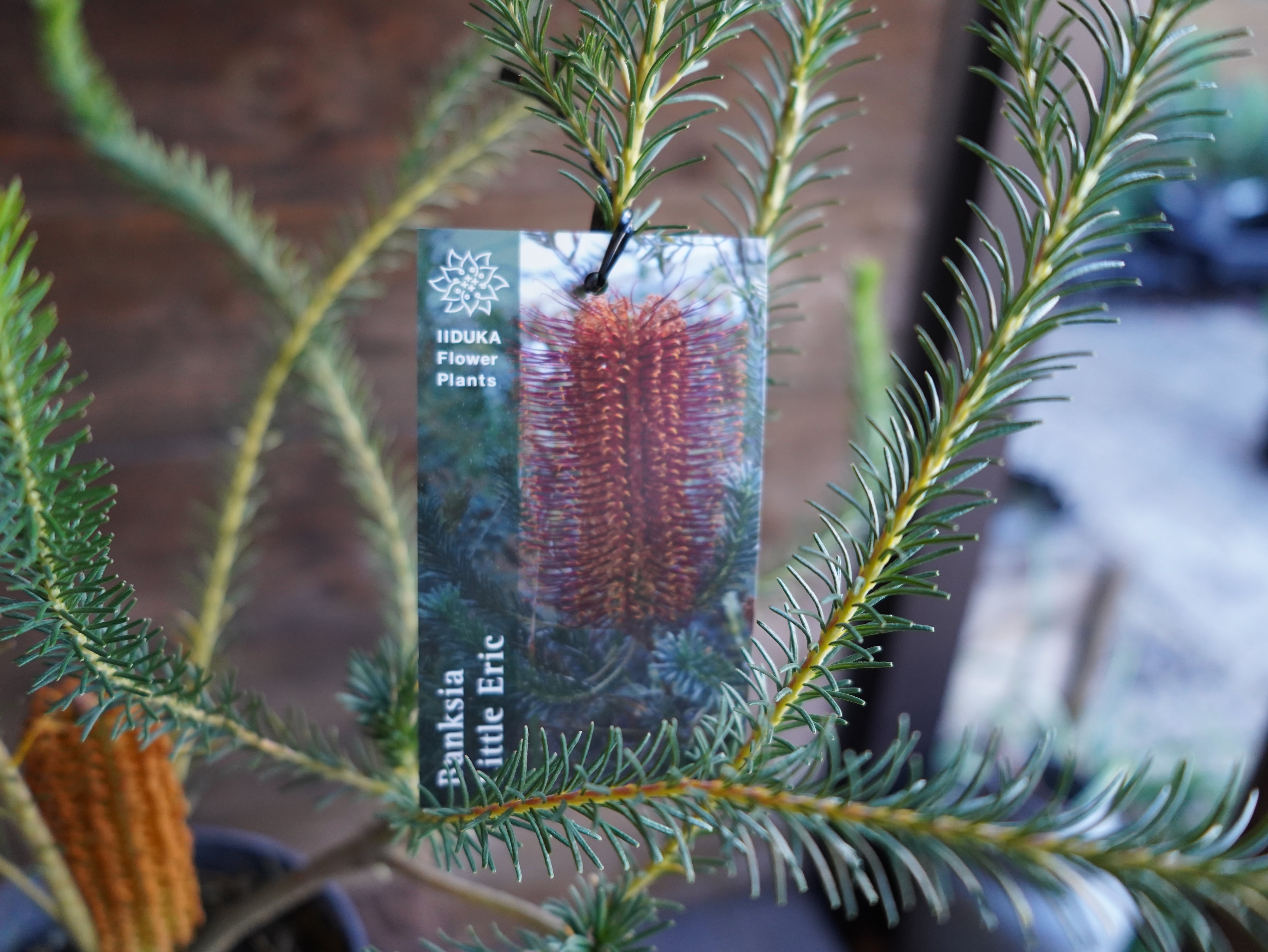 【現物】バンクシア　”リトルエリック”　B