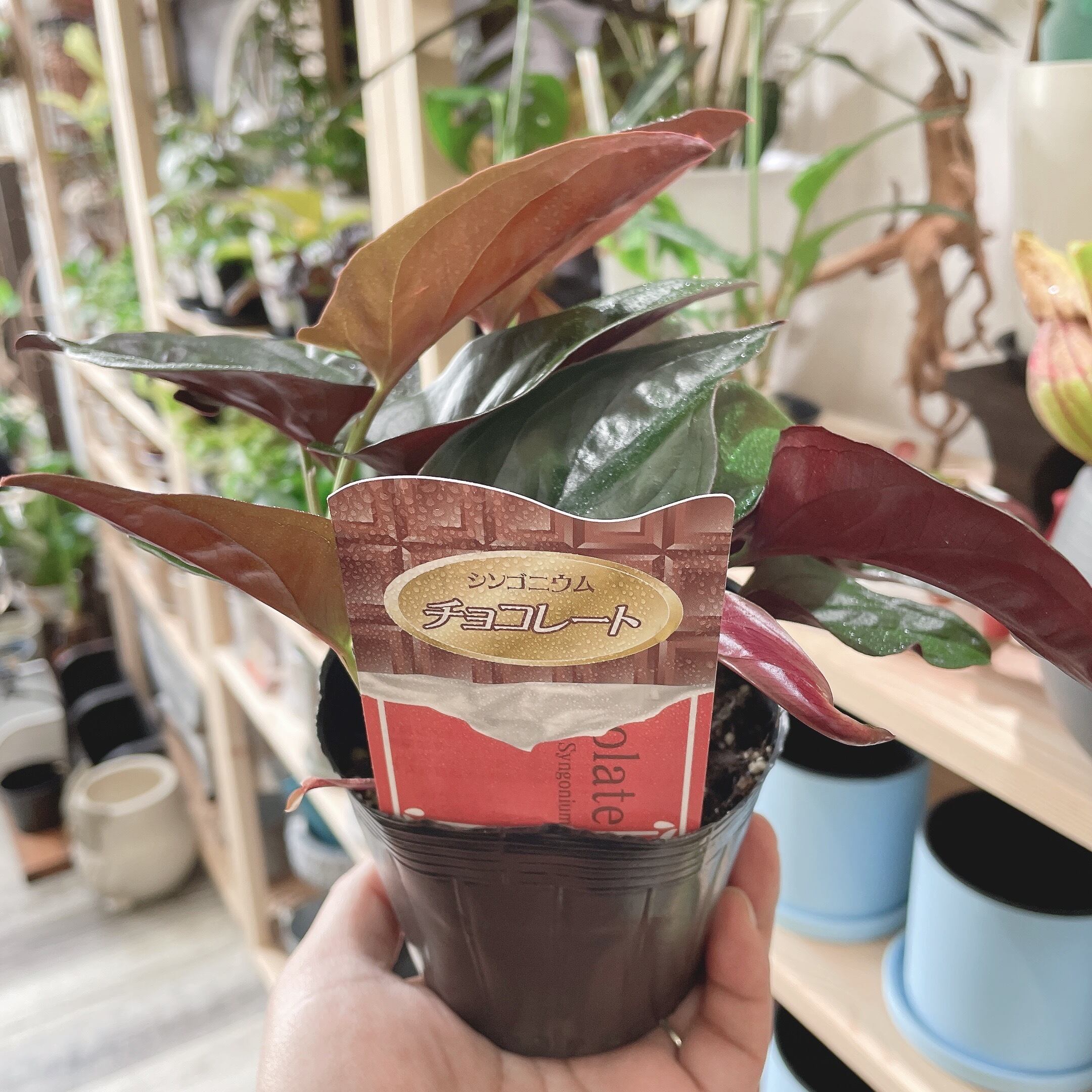 観葉植物 シンゴニウムチョコレート Gardenえん