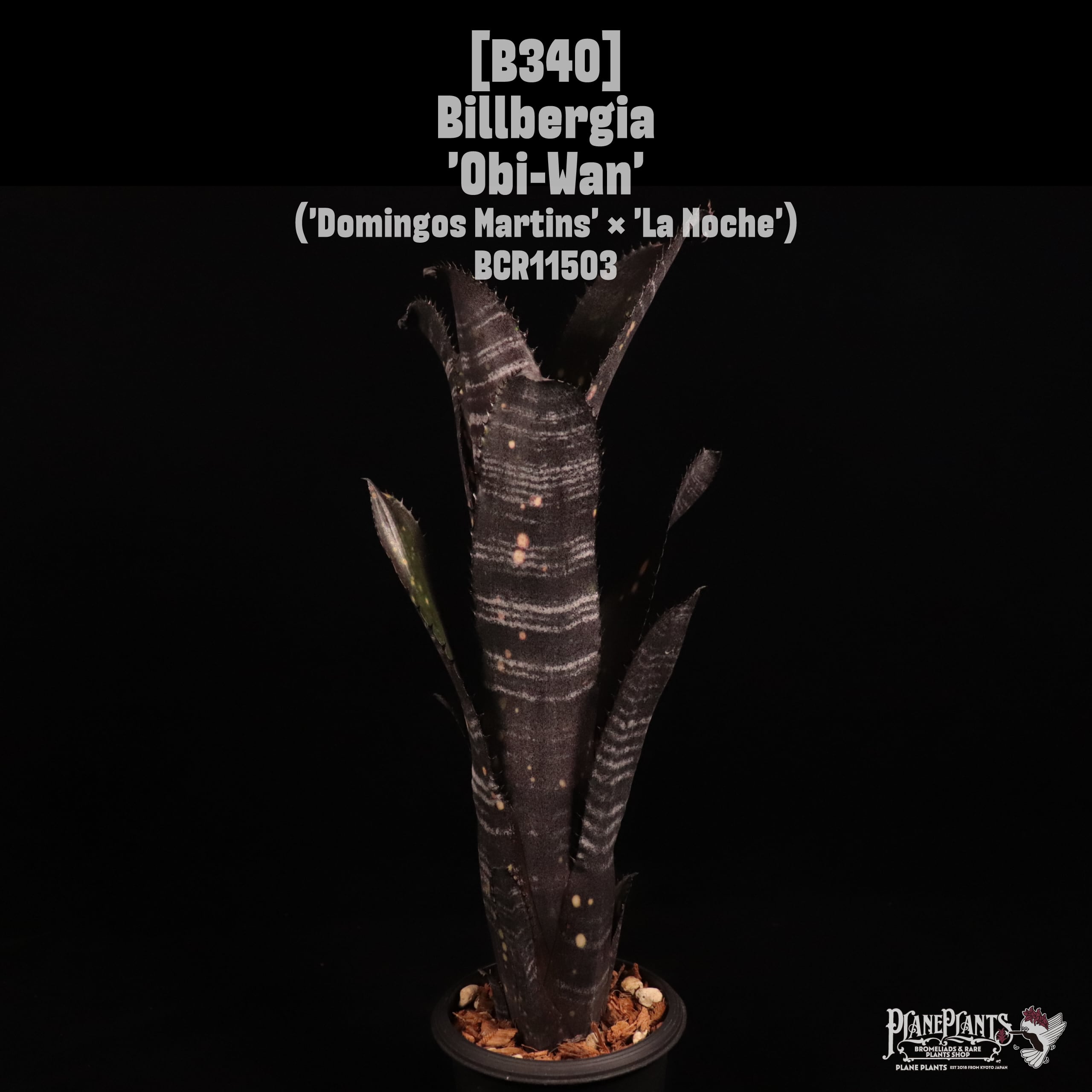 Lisa Vinzant Hybrid | plane plants