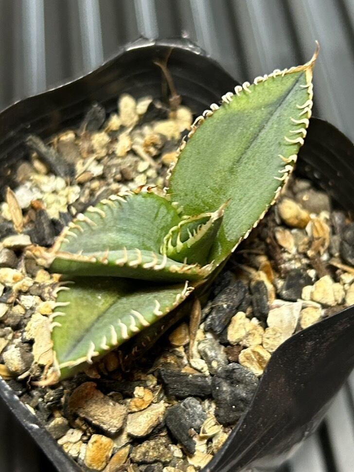 【 88 】oteroi seedling ②