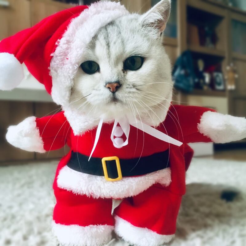 冬のクリスマスペット猫の面白いサンタクロースの服小さな猫犬