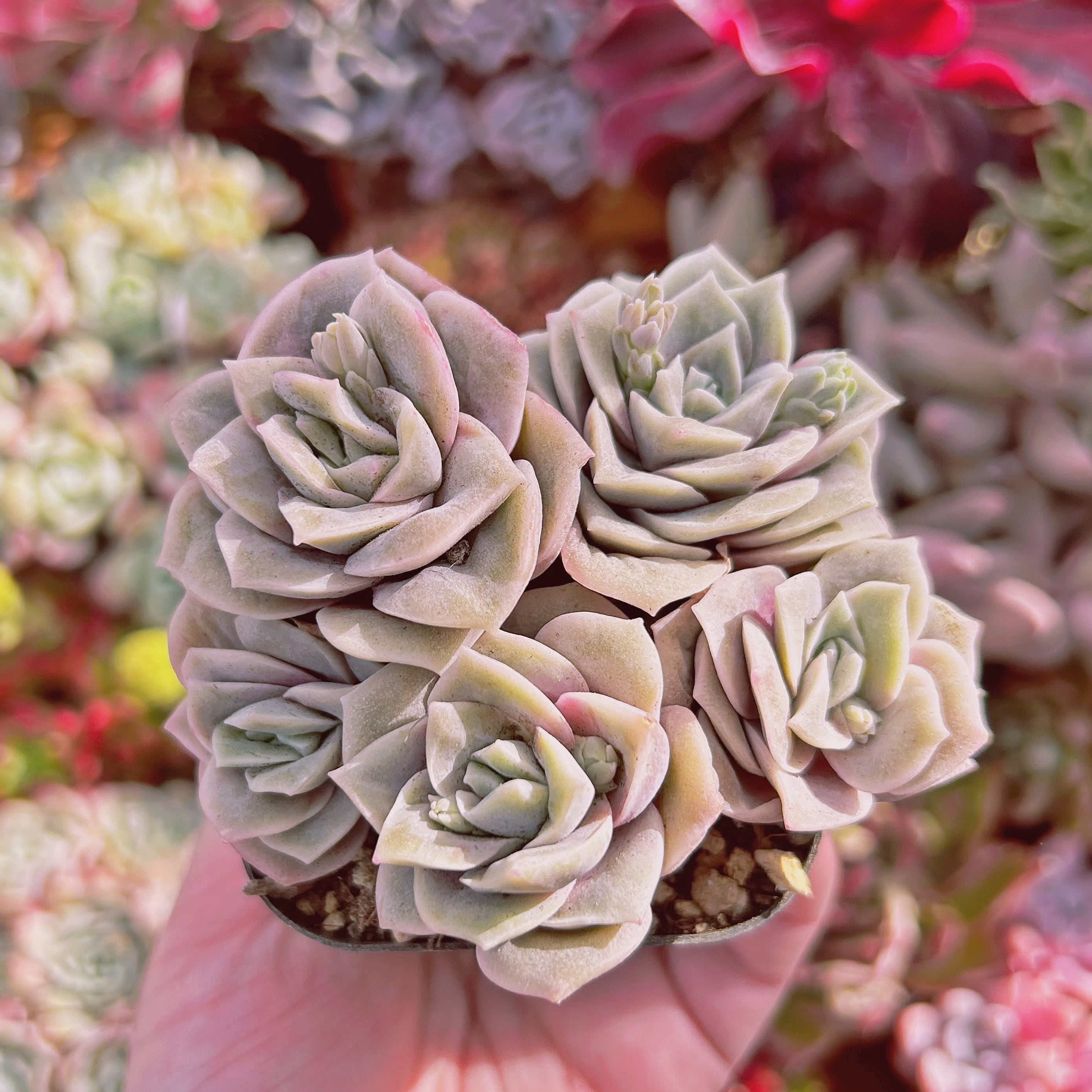 #816現物　多肉植物　ラブリーローズ