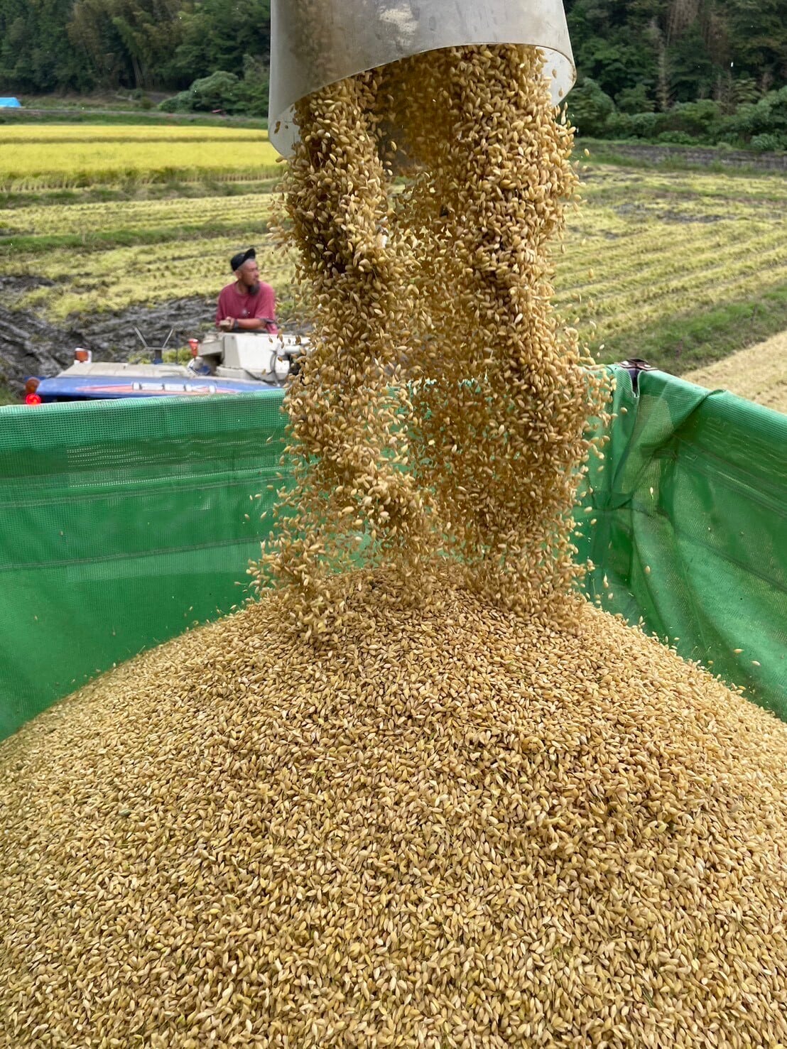 自然栽培 きぬむすめ 5㎏｜無農薬｜玄米・分づき米・白米｜岡山県産