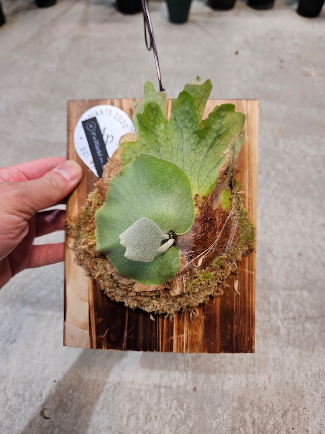 P.Willinckii cv Sri peuak(OC)   【artPLANTs/PLANTS GARAGE 】ビカクシダ/Platycerium