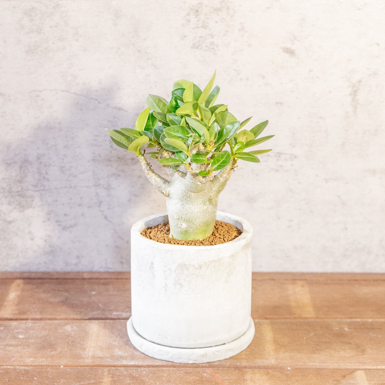 【愛らしい塊根植物】アデニウム・ドワーフタイプ。丸みを帯びたぽってりボディ。樹形にこだわった一株ごとの厳選仕入れ。手づくりモルタル鉢/虫発生抑制/育て方がわかる管理シート付き(全国一律送料850円)