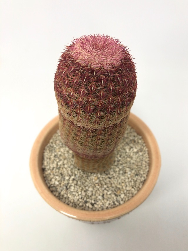 エキノセレウス・紫太陽