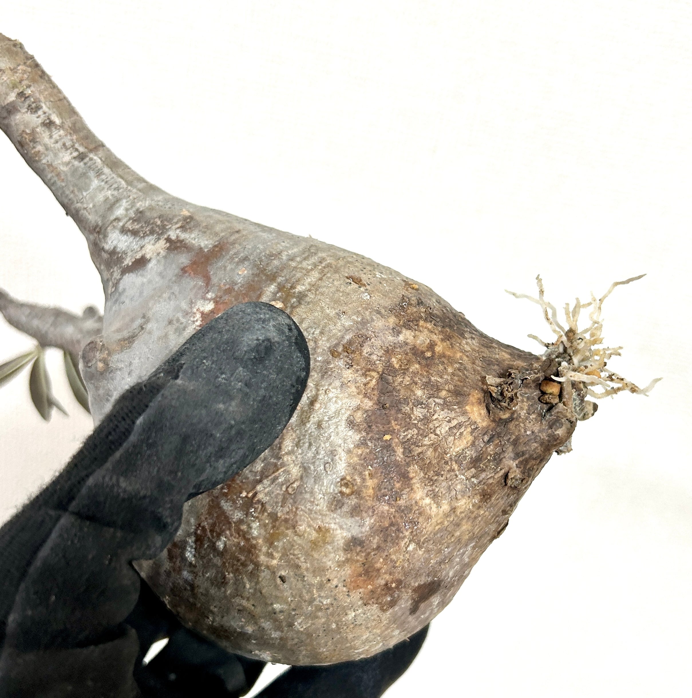 【胴回り32.5cm/発根済】パキポディウム グラキリス 圧倒的な存在感 モルタル鉢仕立て 本物志向のインテリアグリーン おしゃれ／虫の発生防止