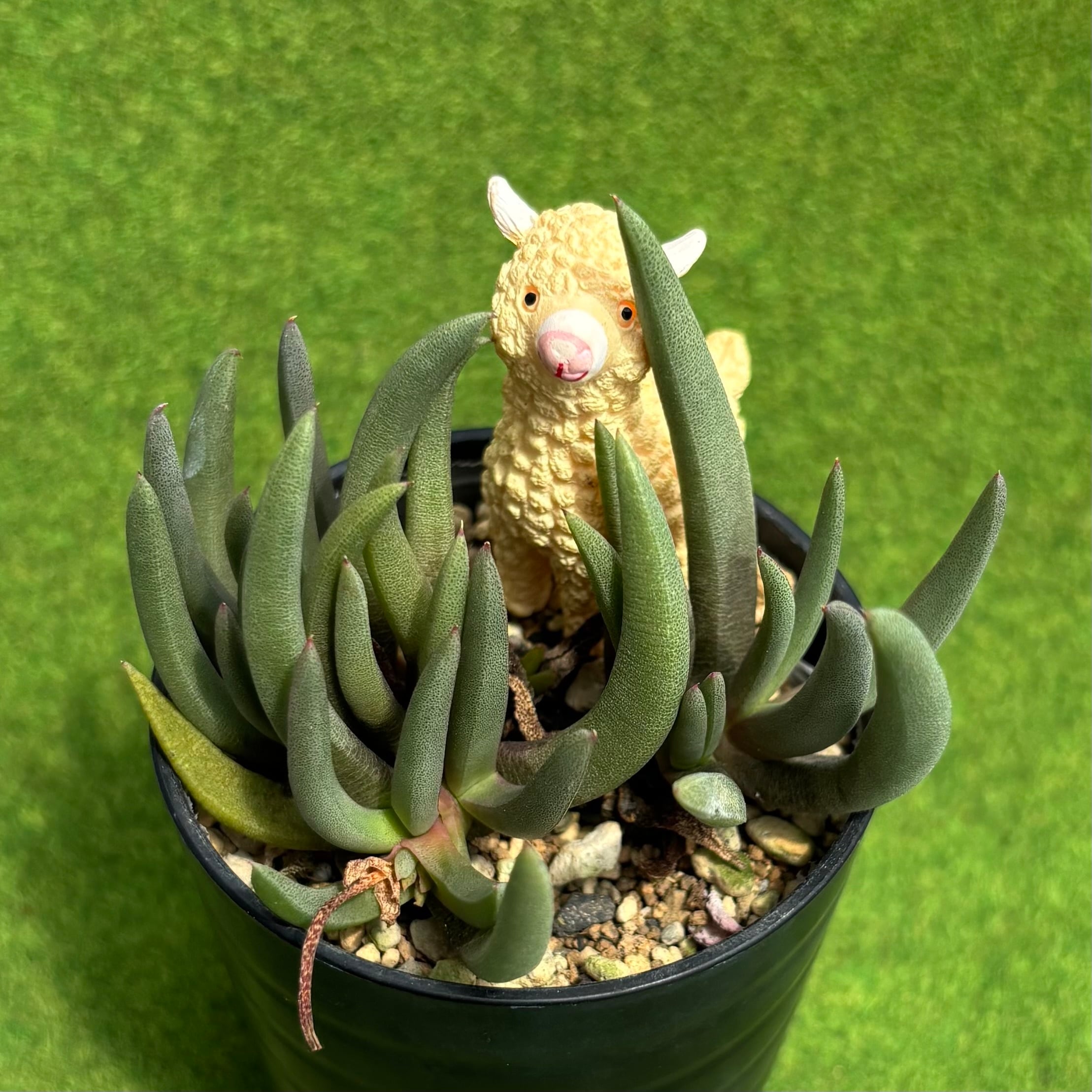 Sansevieria 'Tower Variegated' サンスベリア・タワー 斑入り | PAY ID
