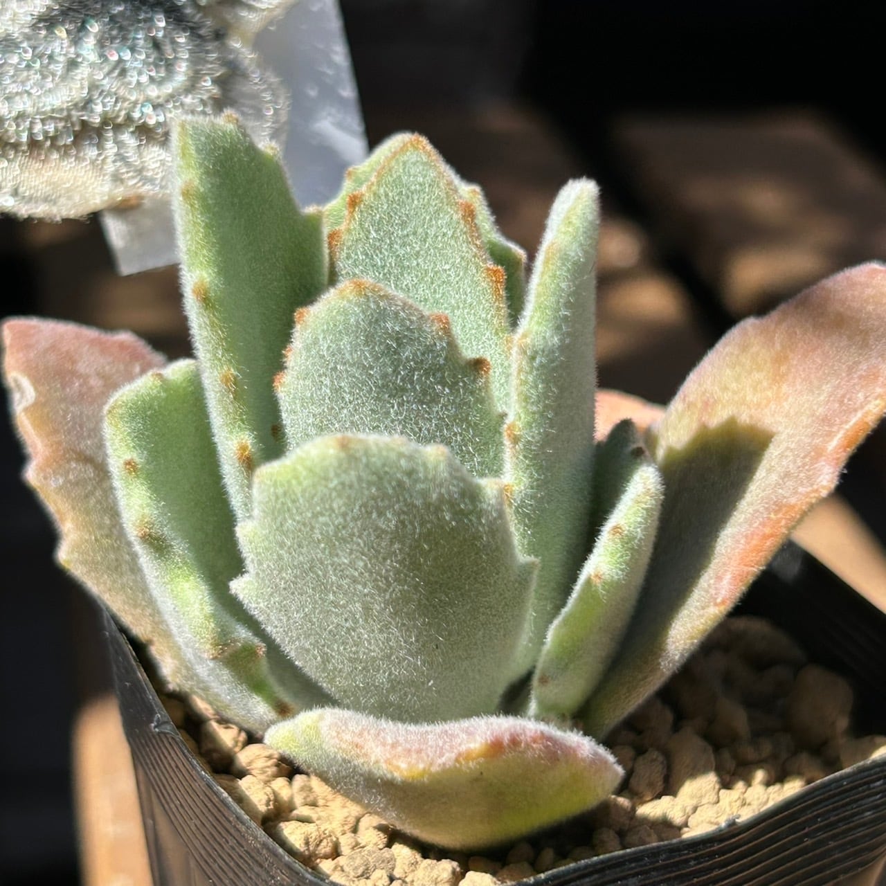 月の光 | RuPo 多肉植物専門店