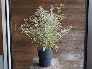 【現物】グレビレア ”クリームパッション” C